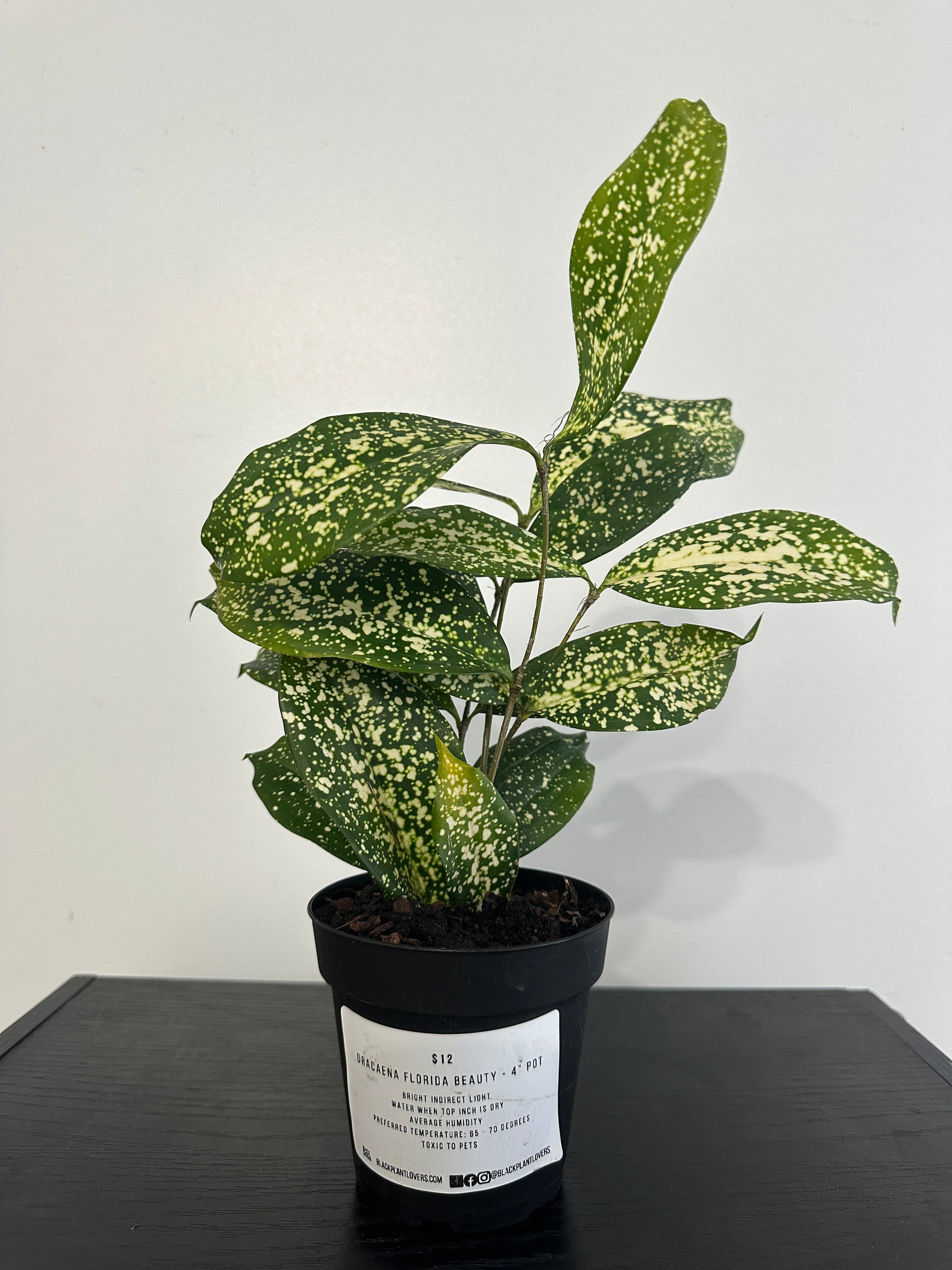 dracaena florida beauty toxic Dracaena Florida Beauty (a) – Black Plant Lovers