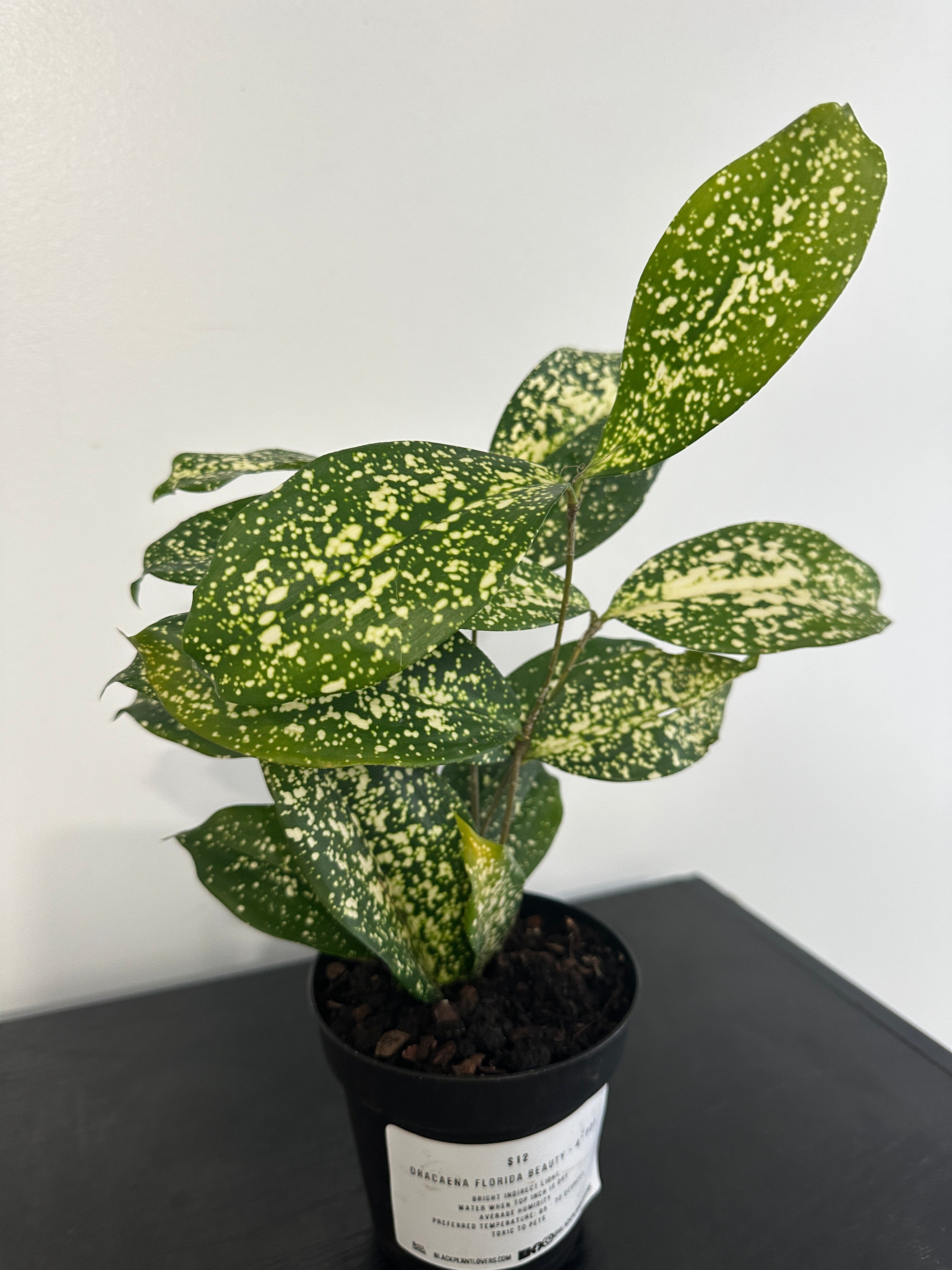 dracaena black beauty Dracaena Florida Beauty (a) – Black Plant Lovers