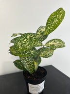 Dracaena Florida Beauty (a)