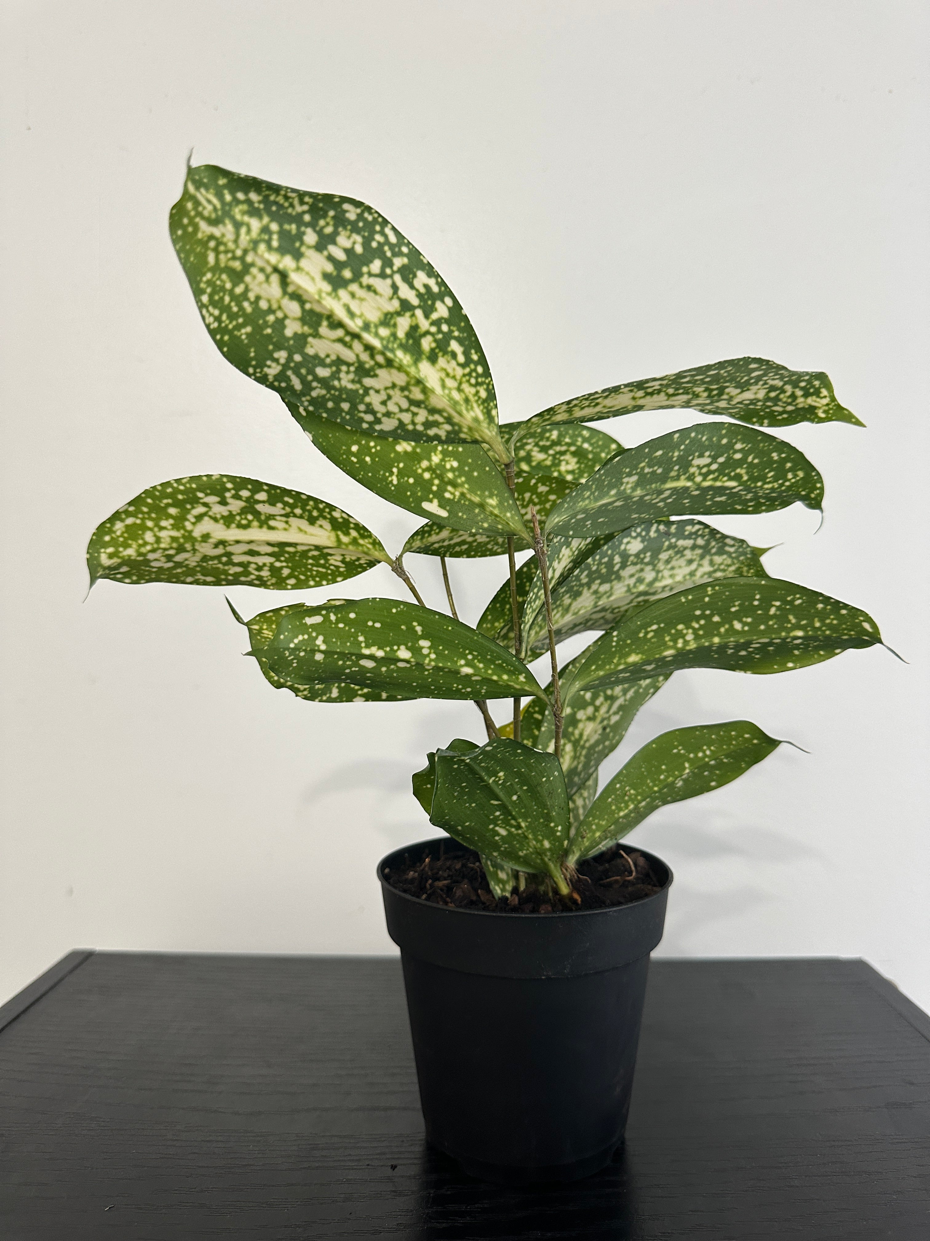 dracaena florida beauty plant care Dracaena Florida Beauty (a) – Black Plant Lovers