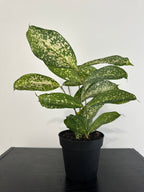 Dracaena Florida Beauty (a)