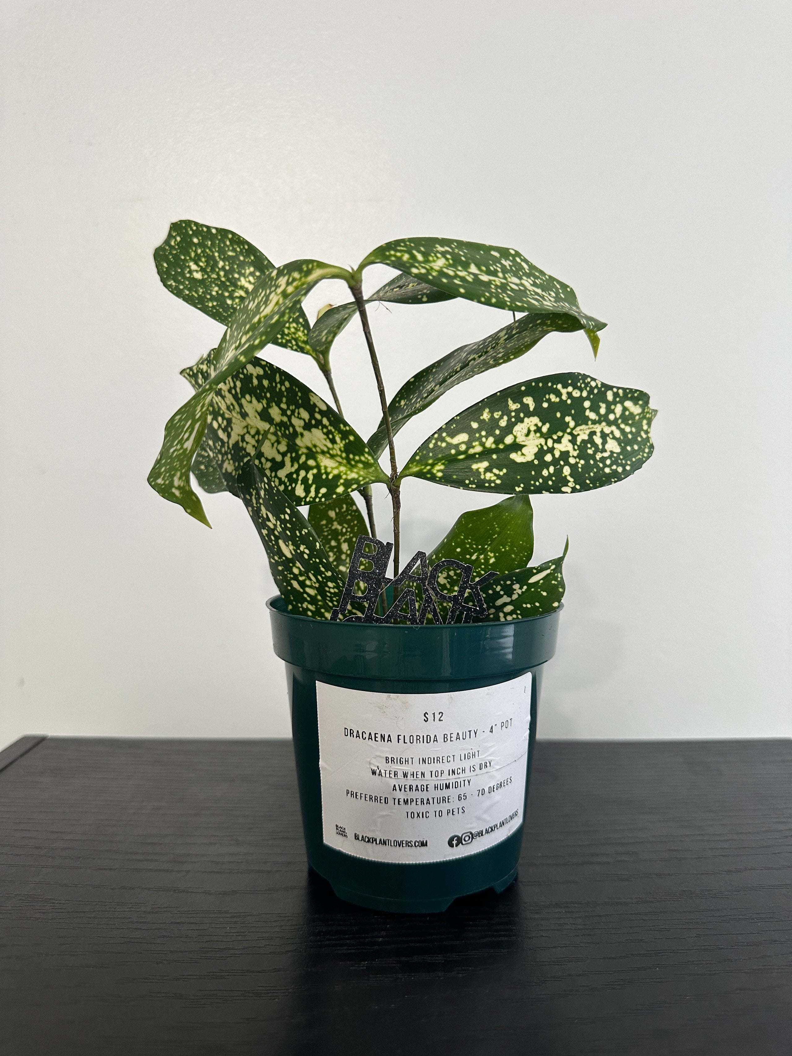 Dracaena Florida Beauty (b)