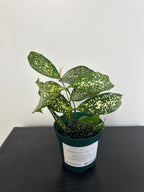 Dracaena Florida Beauty (b)