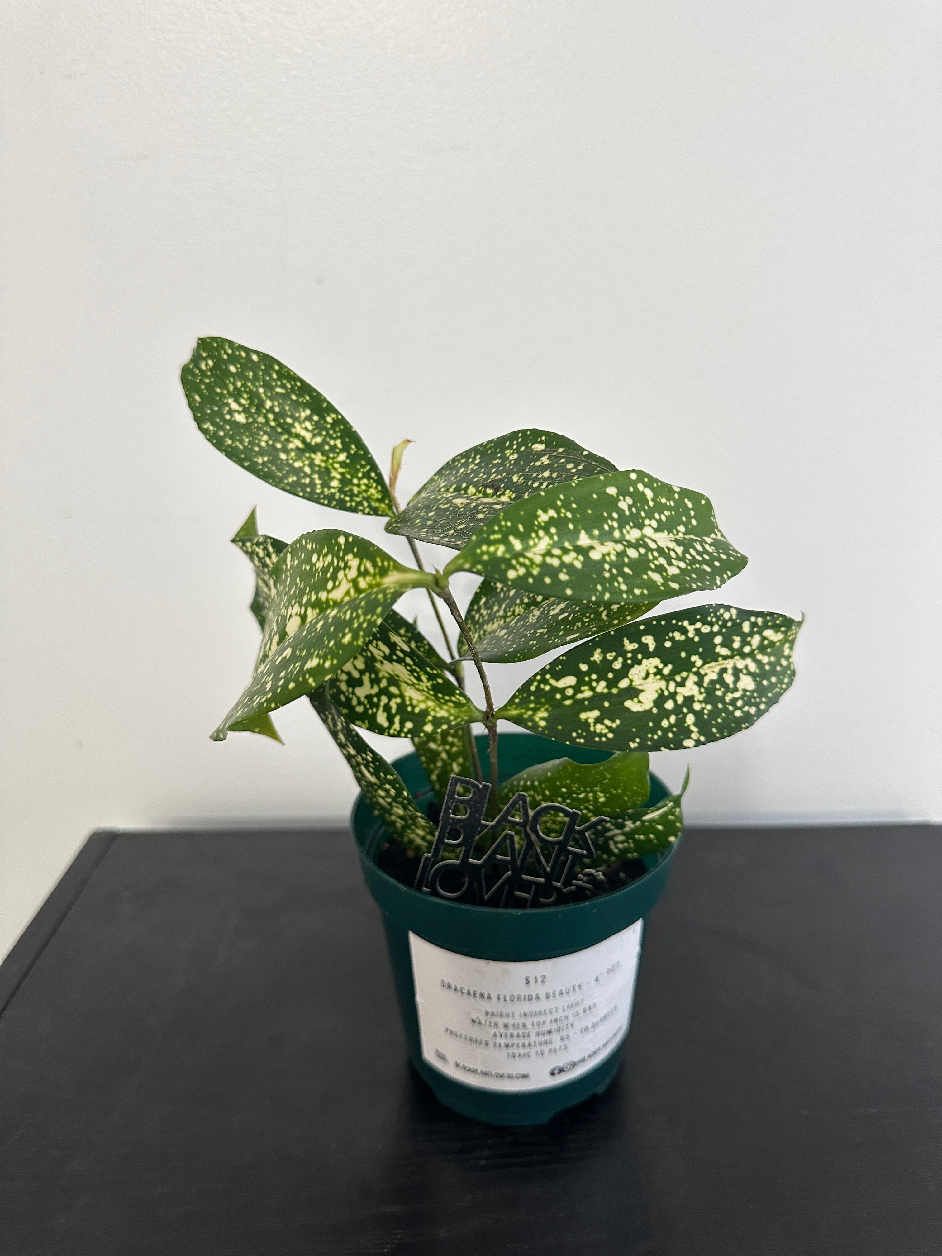 Dracaena Florida Beauty (b)