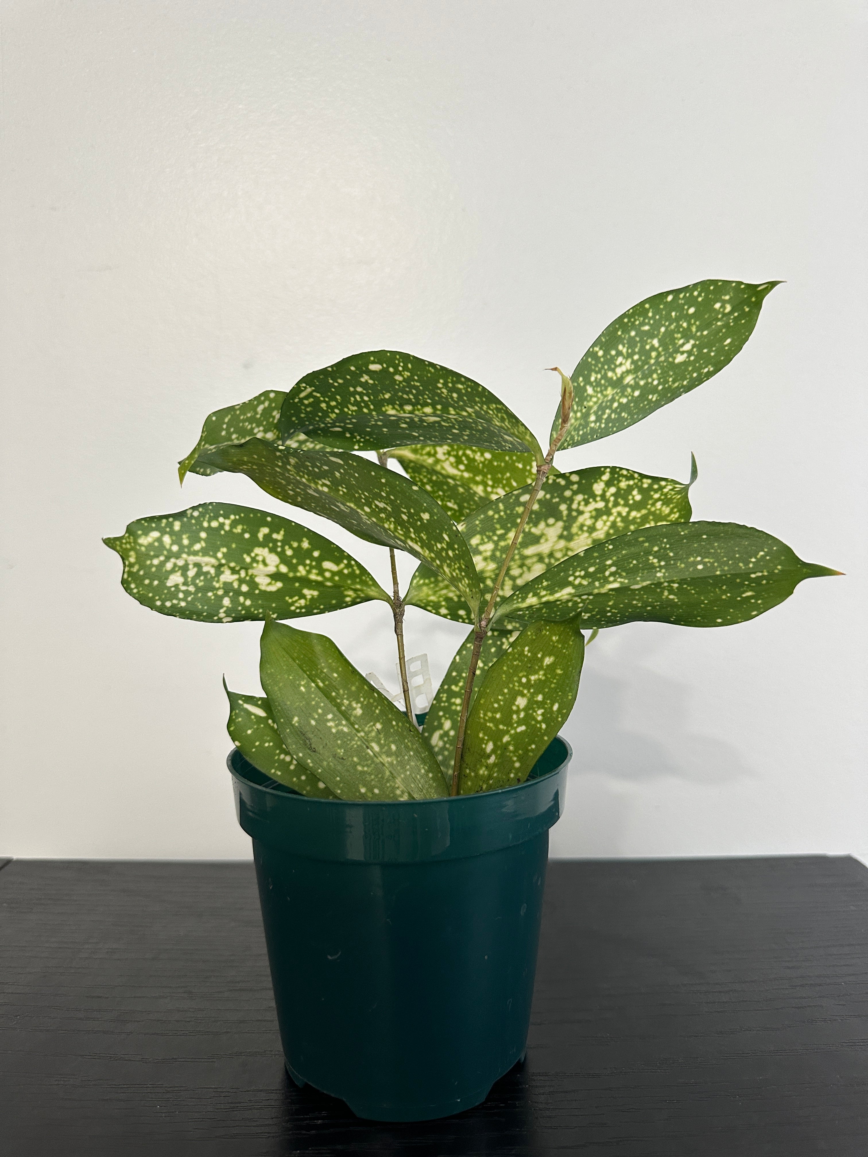 Dracaena Florida Beauty (b)