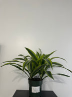 Lemon Lime Dracaena (6 inch)