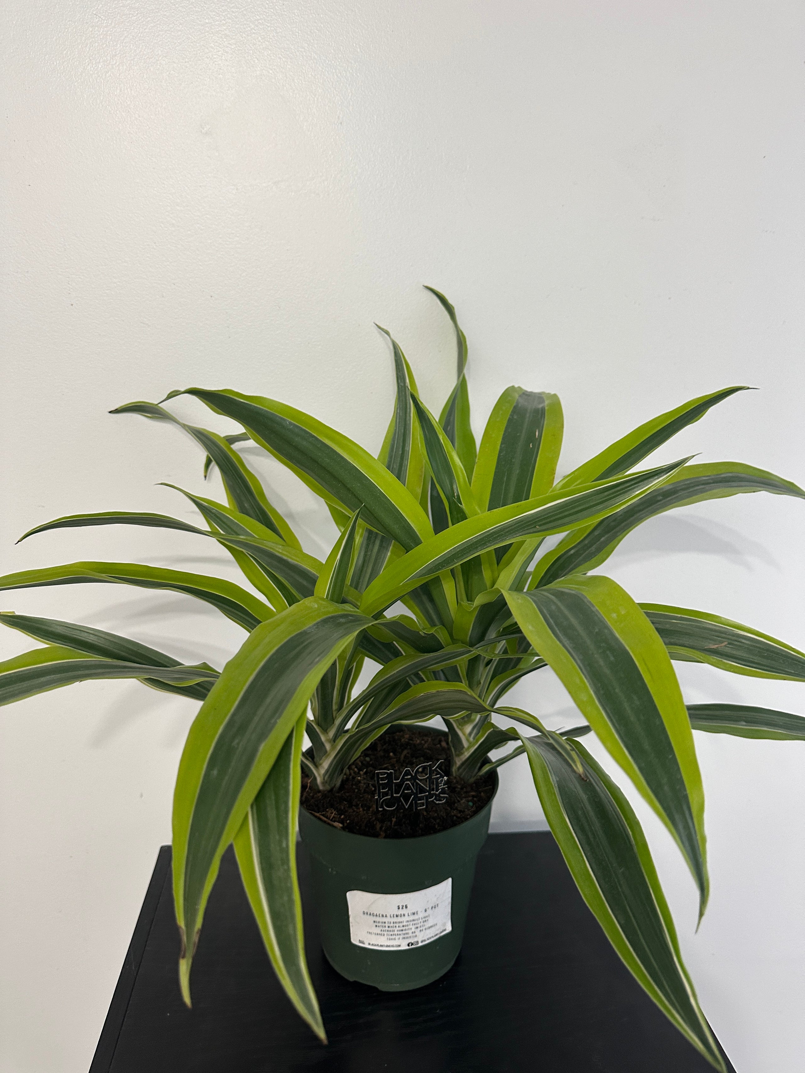 Lemon Lime Dracaena (6 inch)