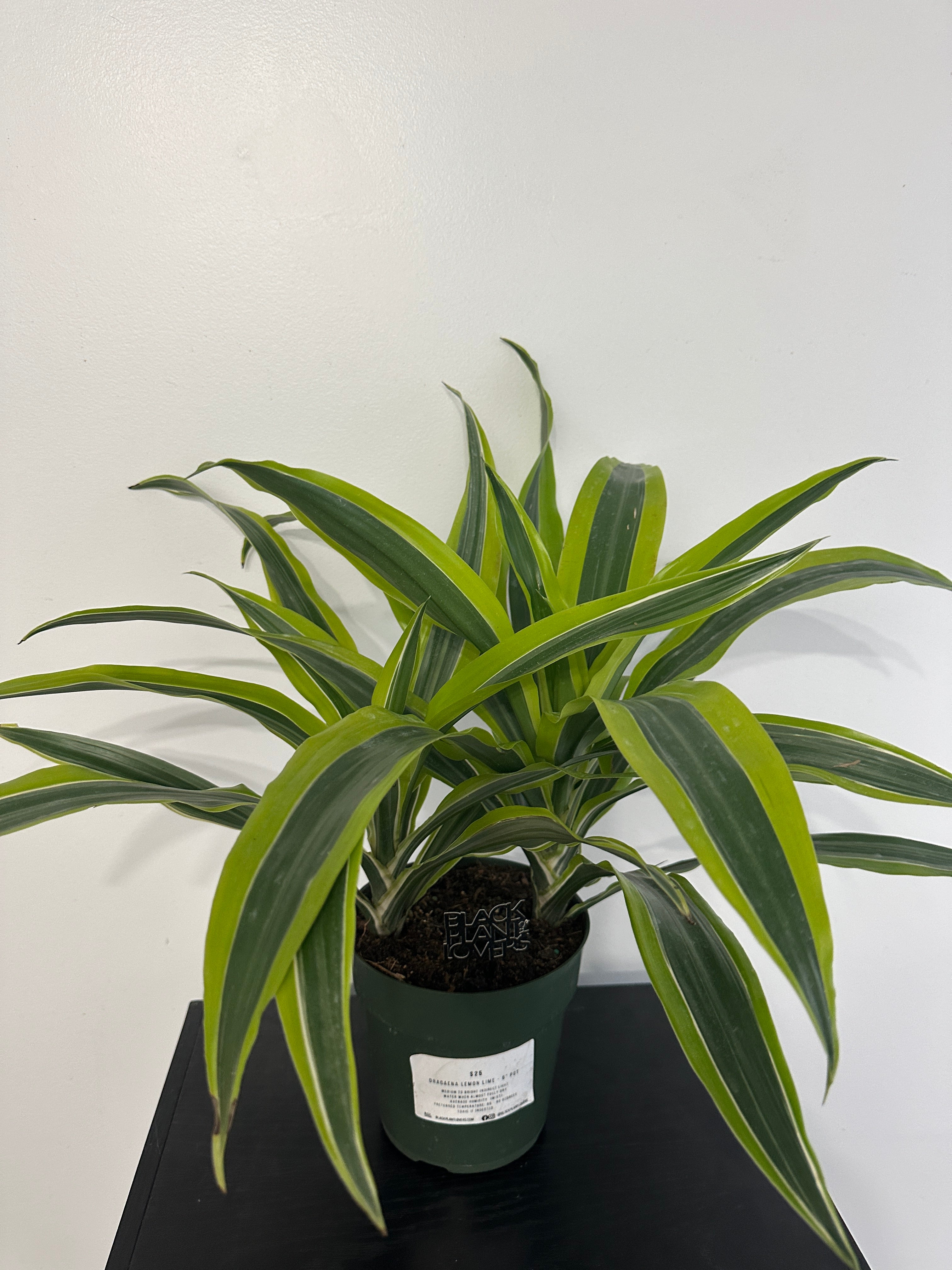 Lemon Lime Dracaena (6 inch)