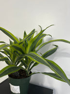 Lemon Lime Dracaena (6 inch)