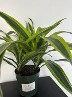 Lemon Lime Dracaena (6 inch)