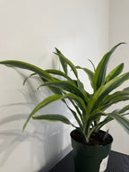 Lemon Lime Dracaena (6 inch)