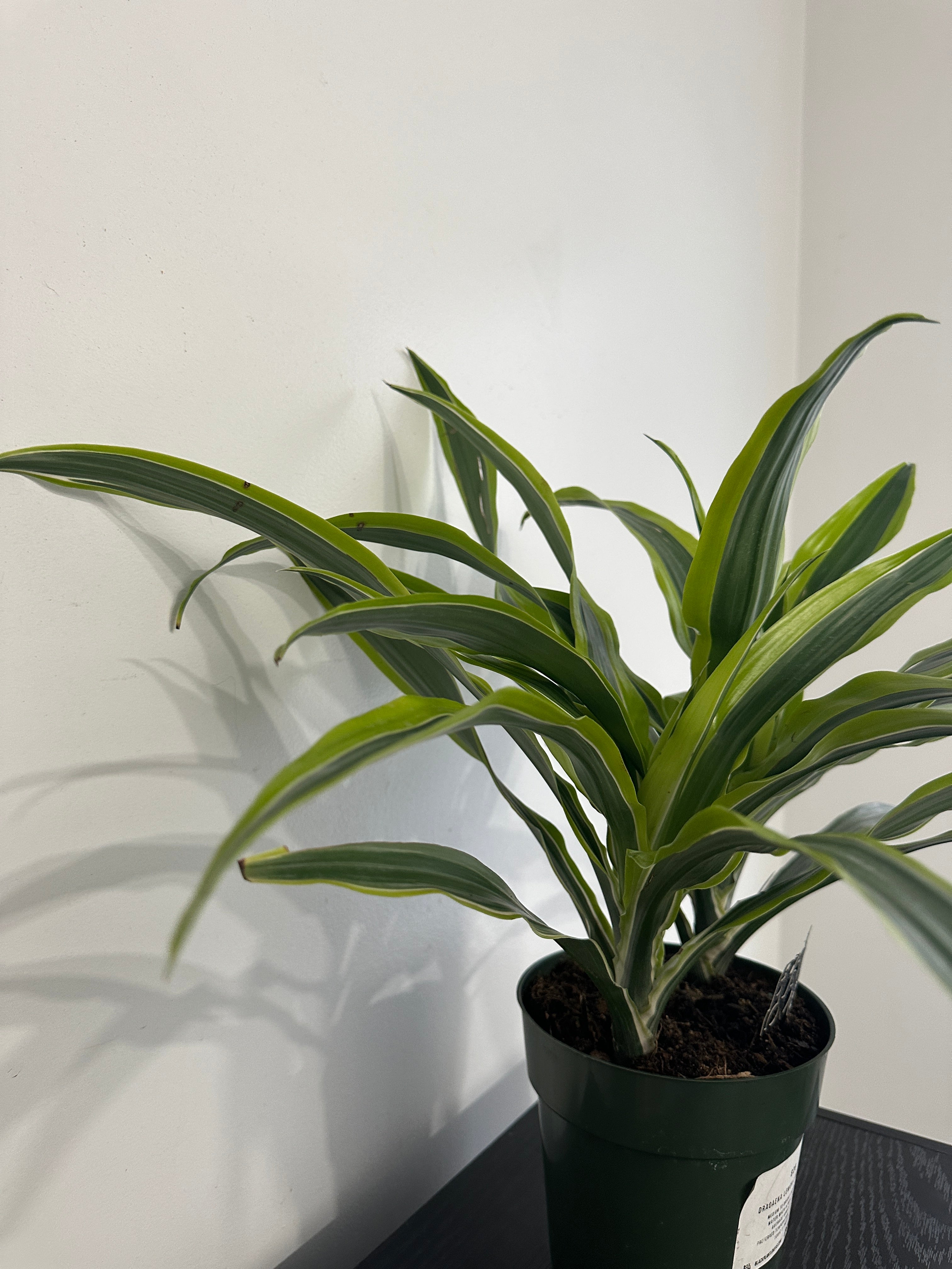 Lemon Lime Dracaena (6 inch)