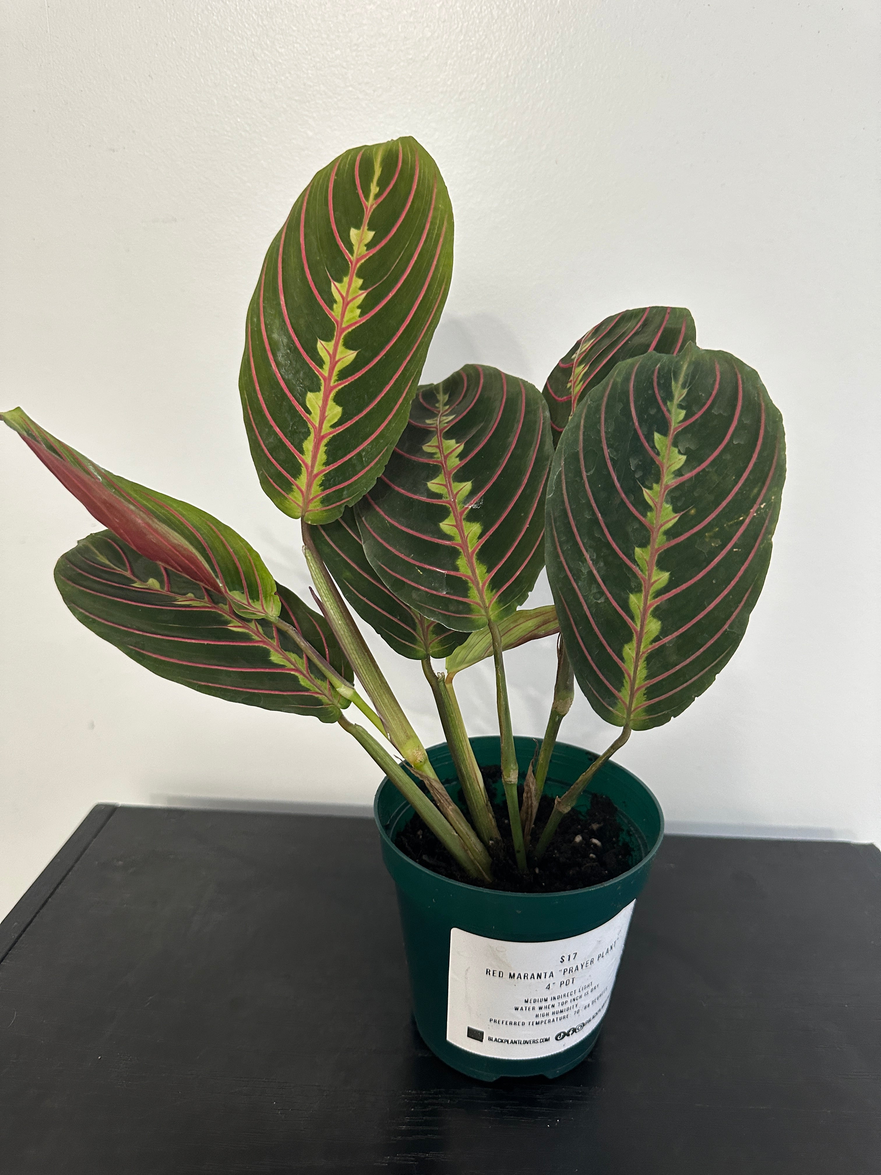 Red Maranta Plant (a)
