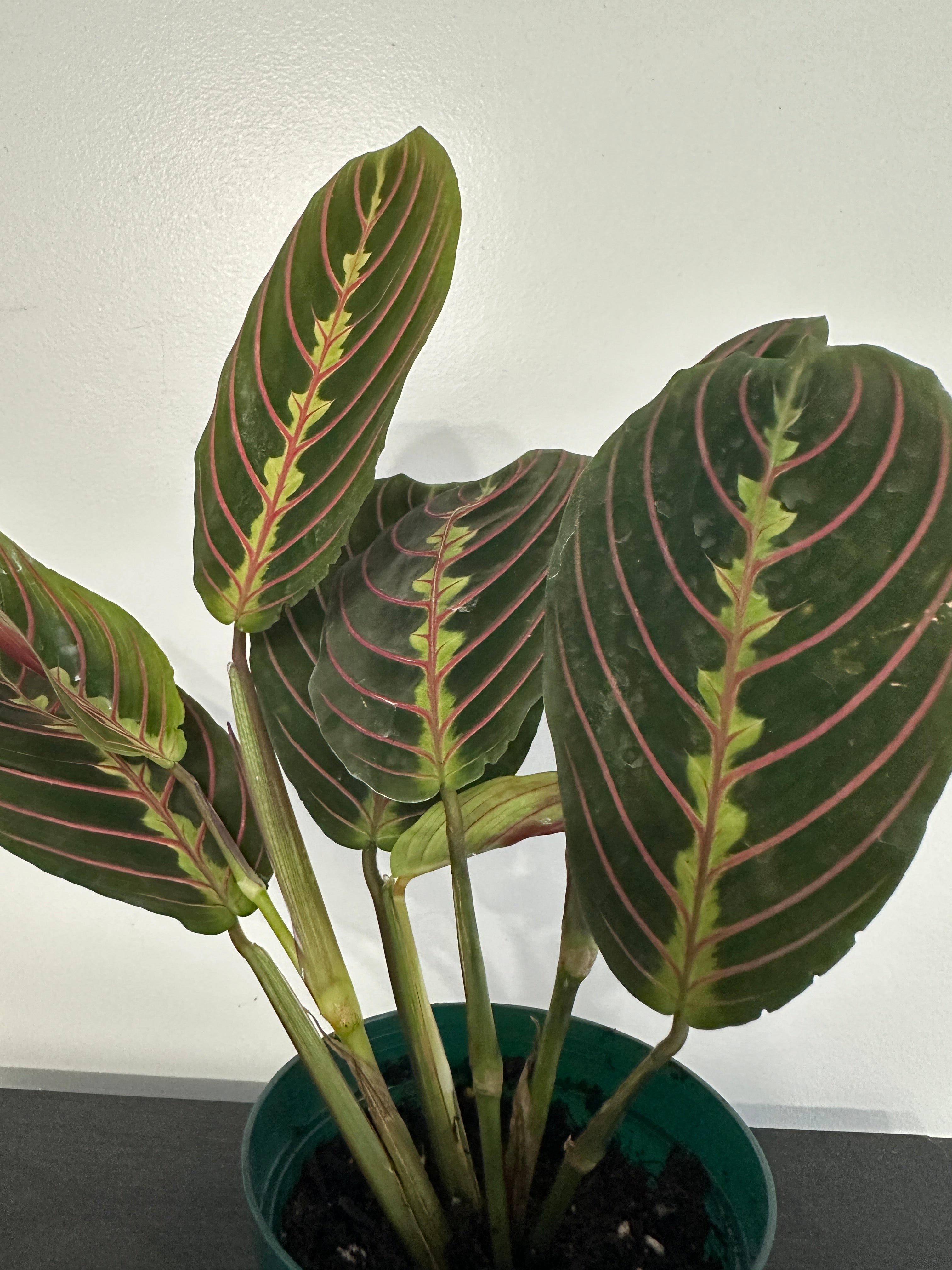 Red Maranta Plant (a)