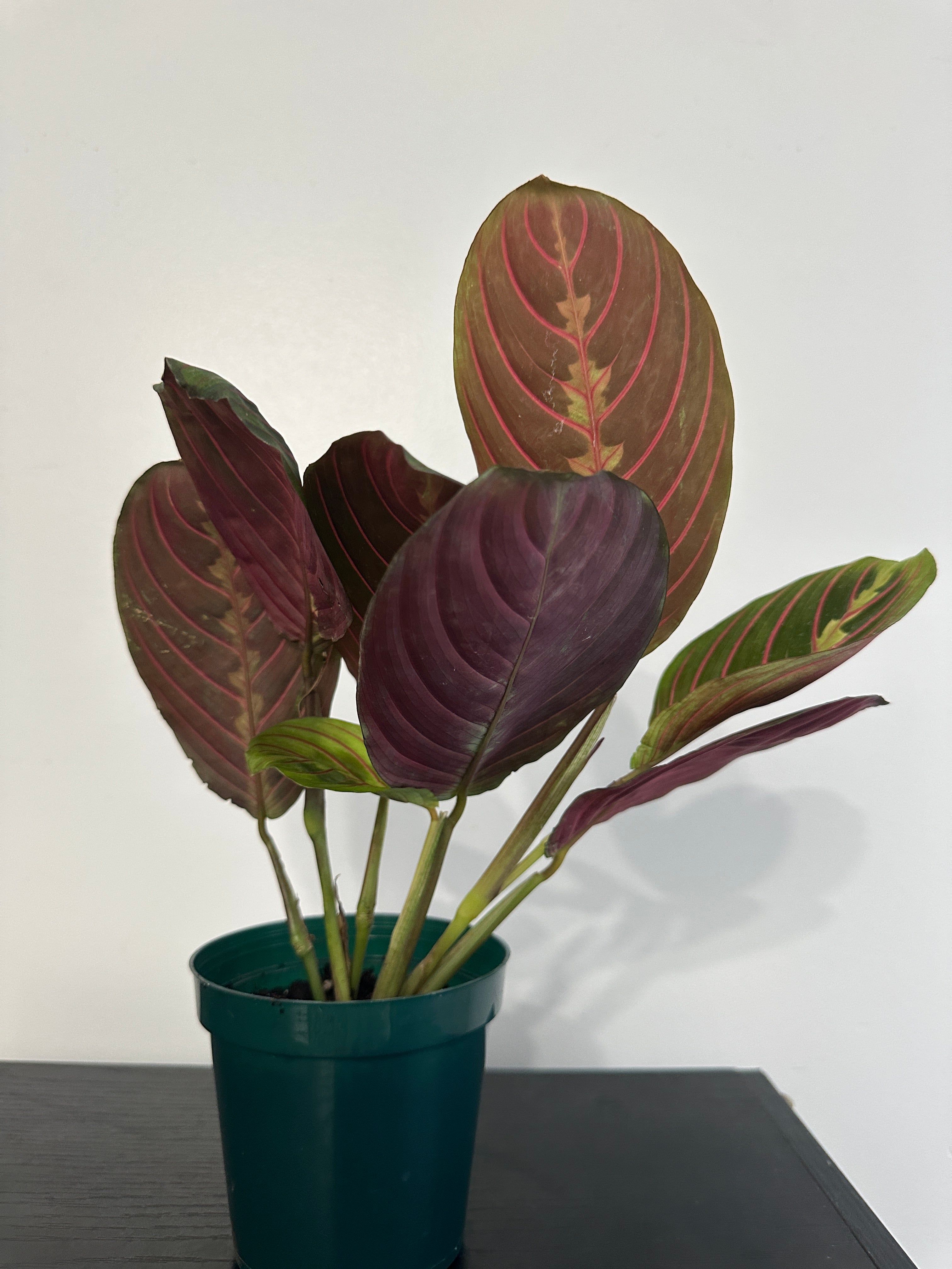 Red Maranta Plant (a)