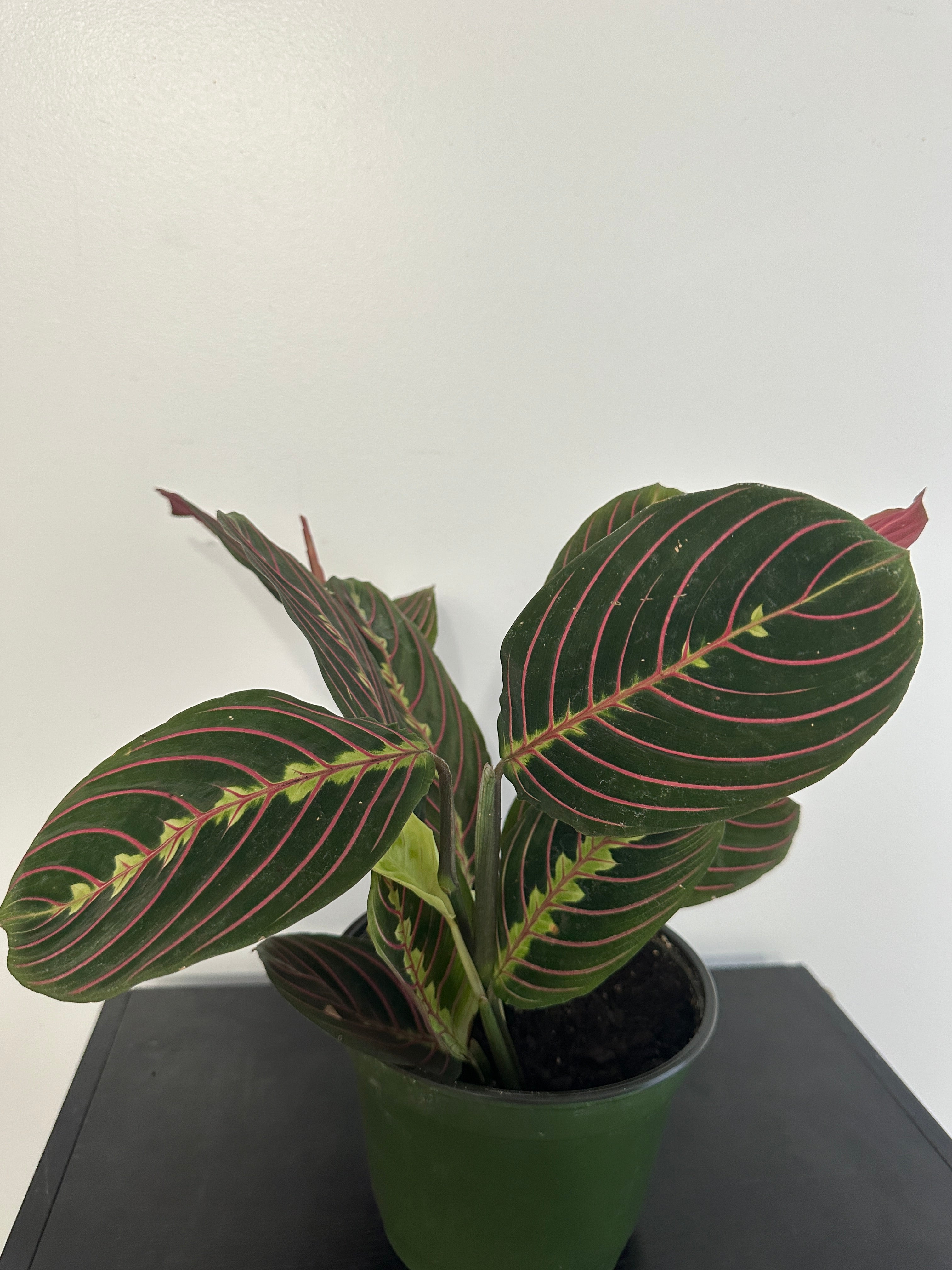 Red Maranta Plant (6 inch)
