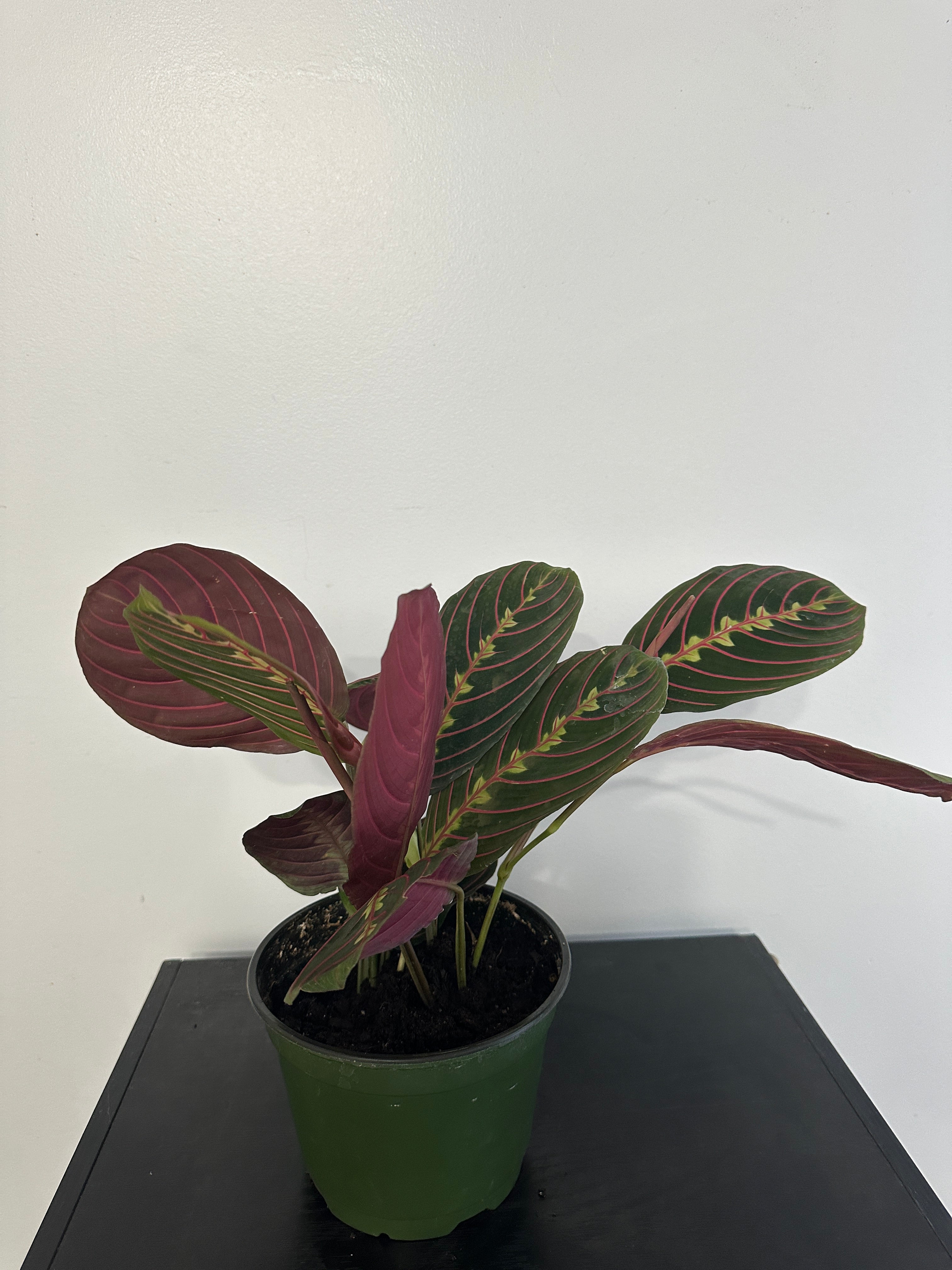 Red Maranta Plant (6 inch)