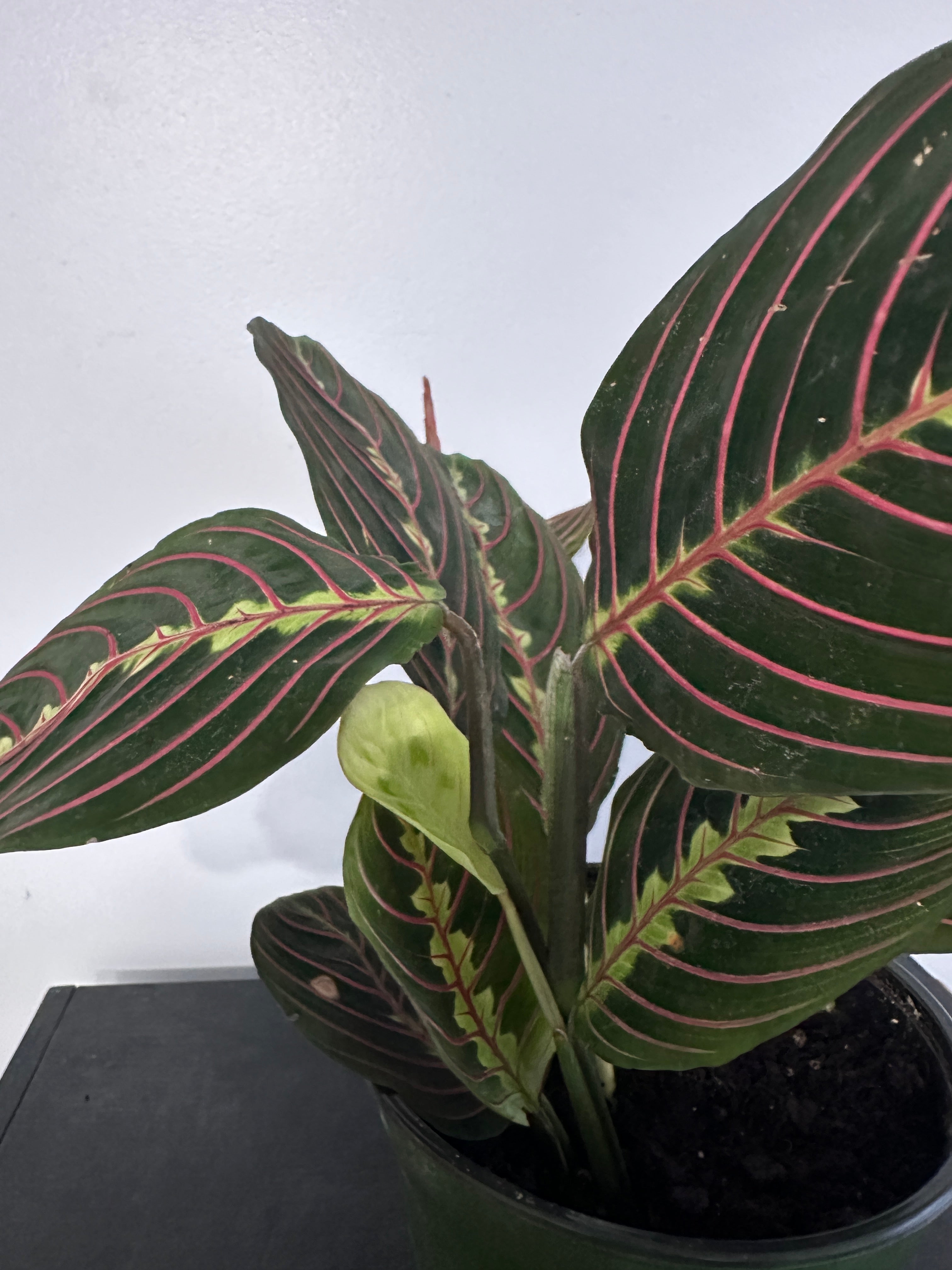 Red Maranta Plant (6 inch)
