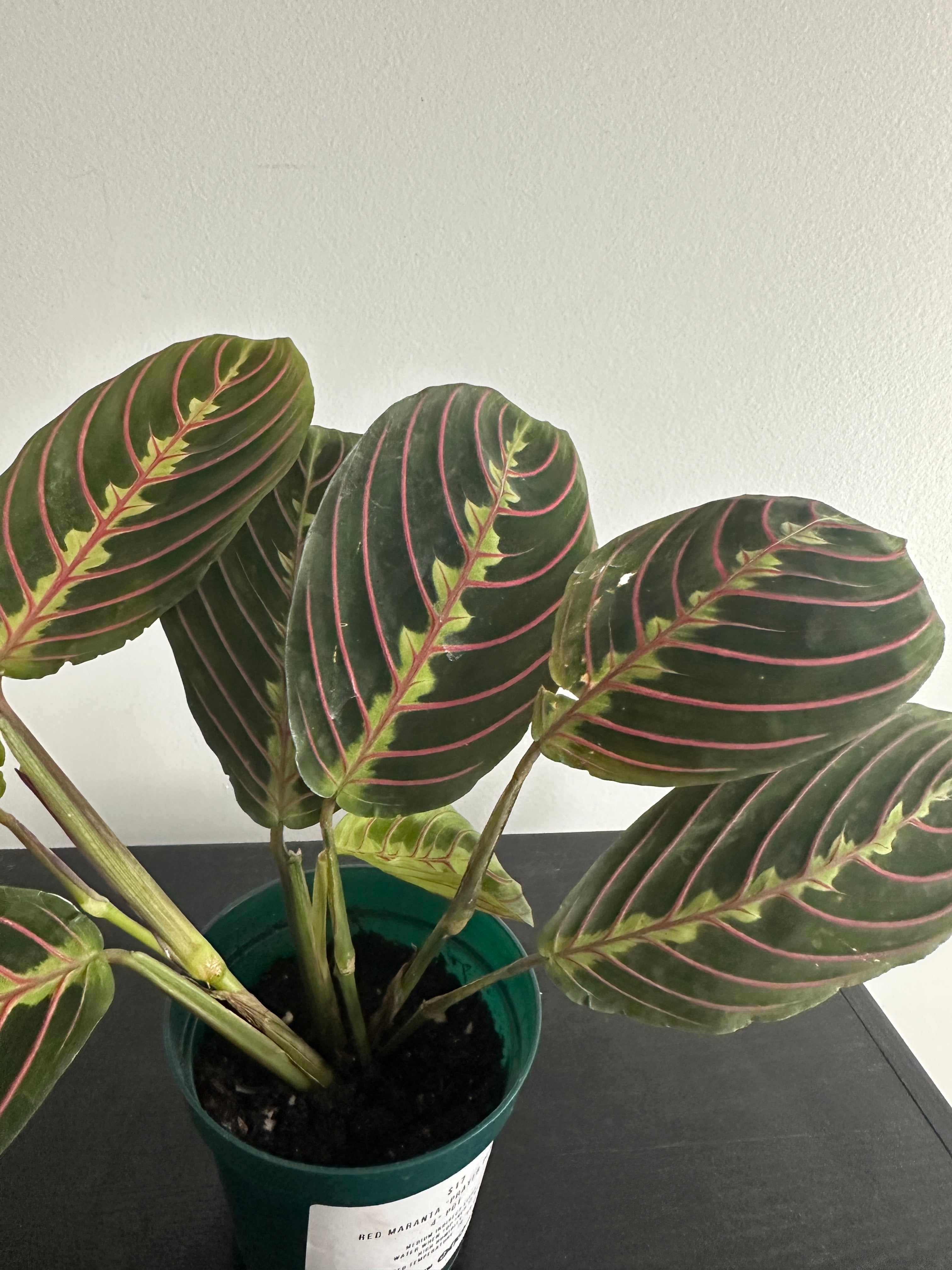 Red Maranta Plant (a)