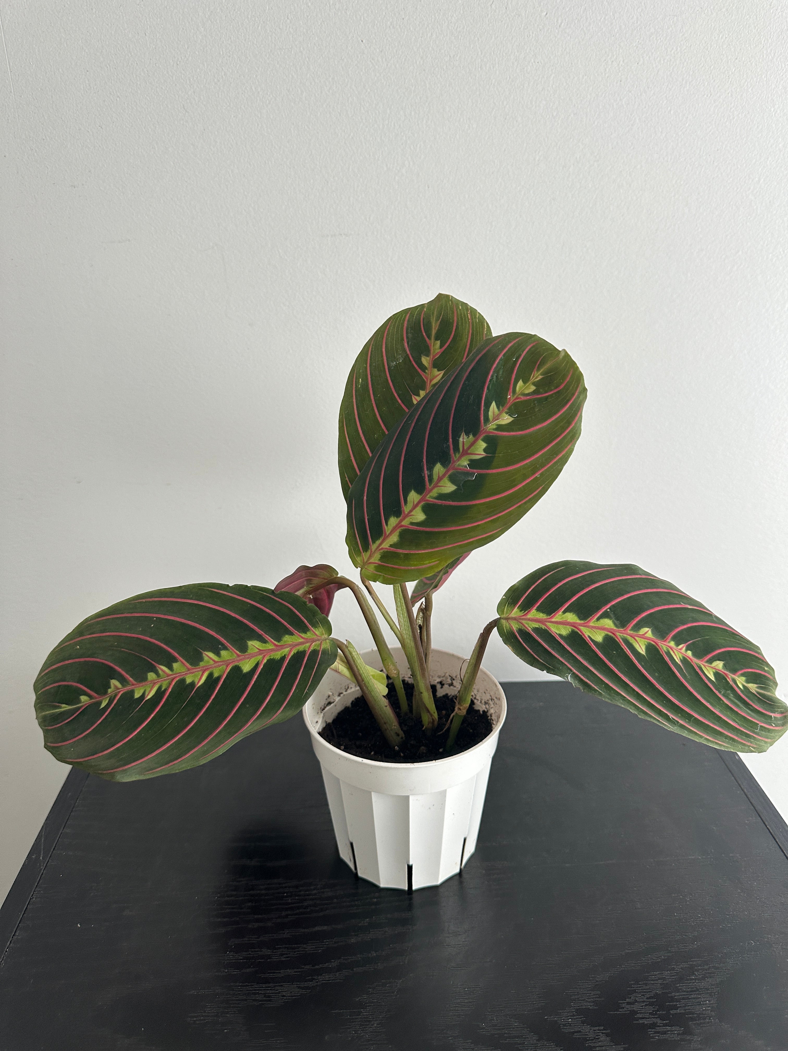 Red Maranta Plant (b)