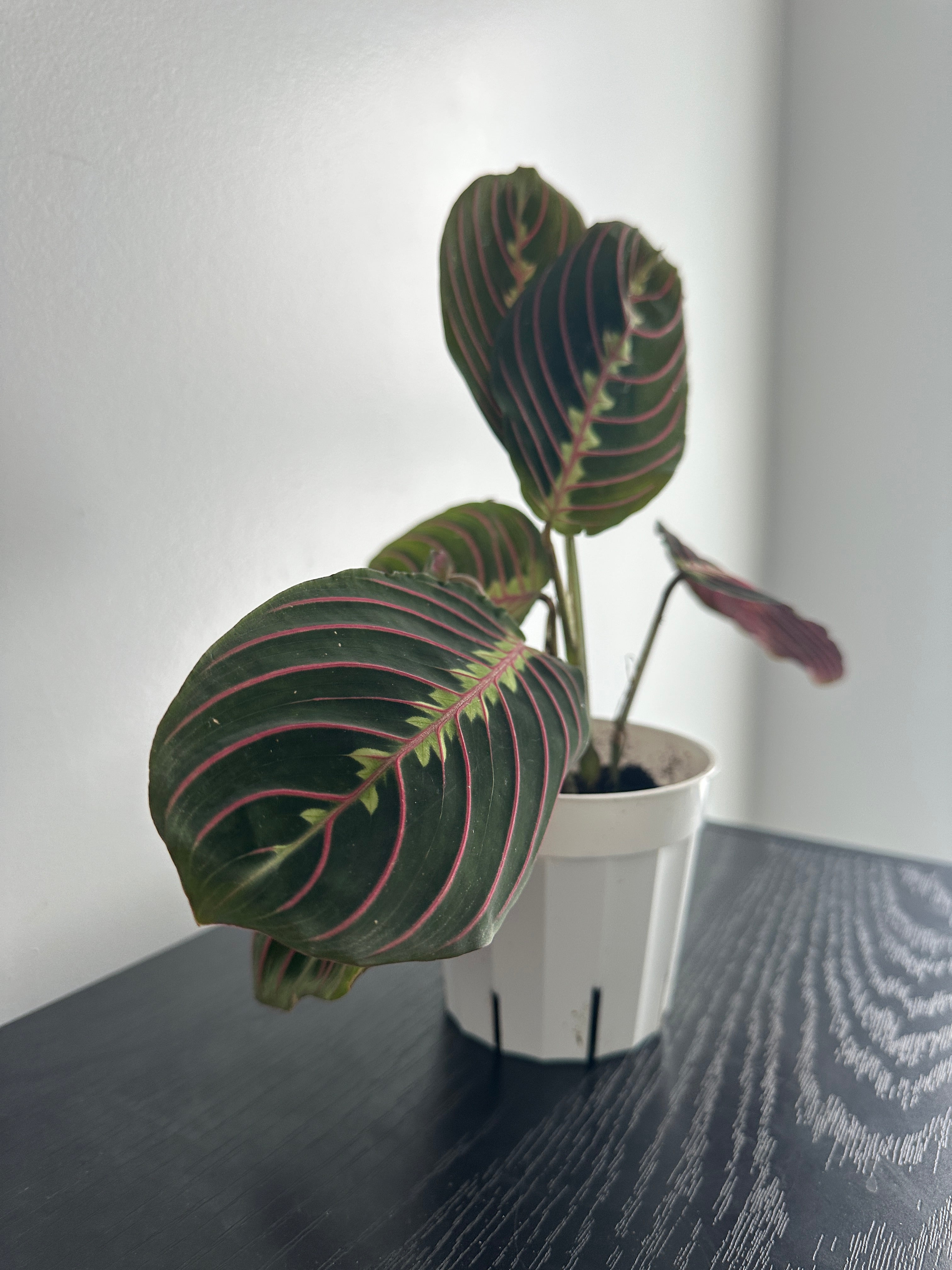 Red Maranta Plant (b)
