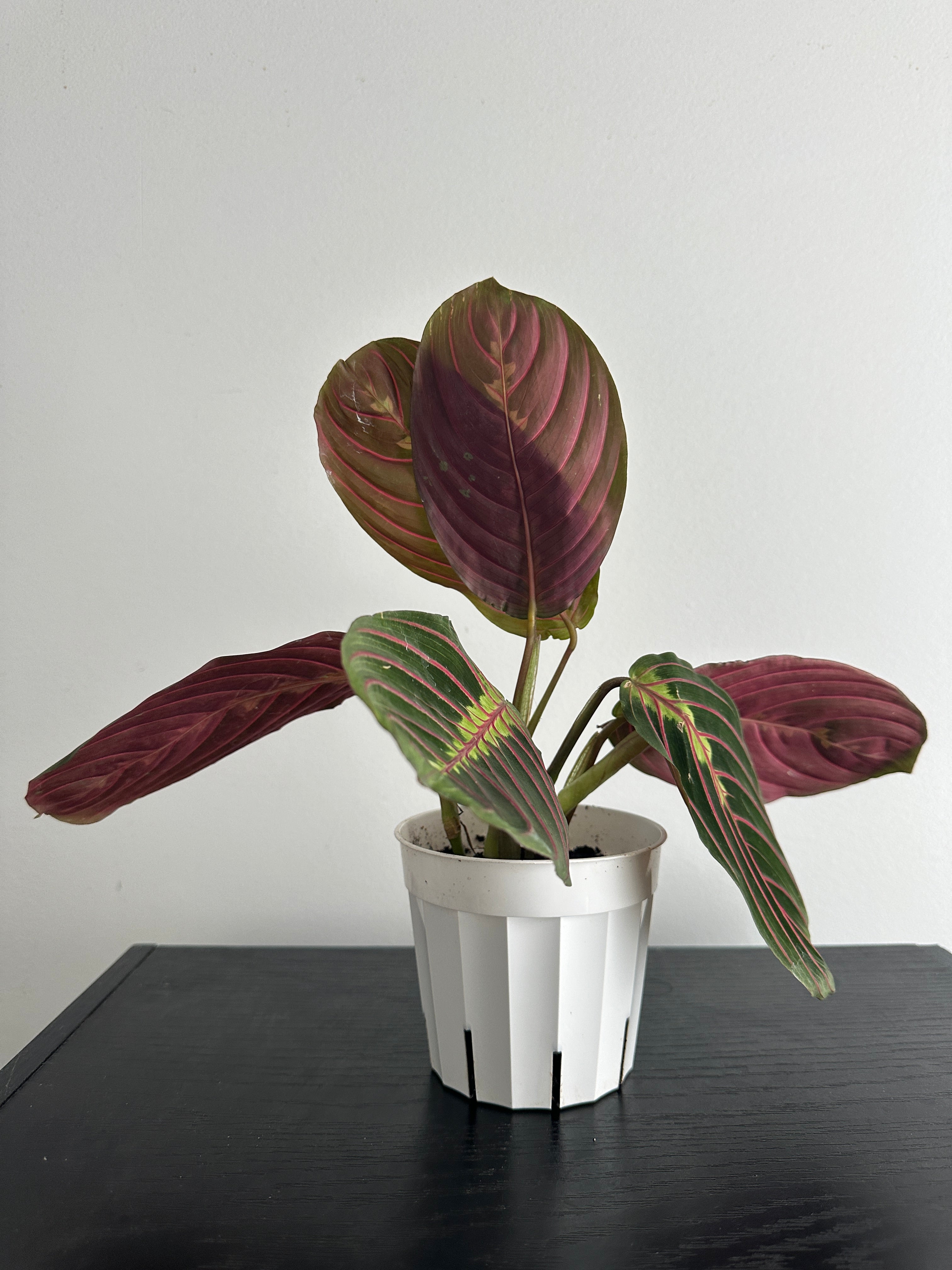 Red Maranta Plant (b)