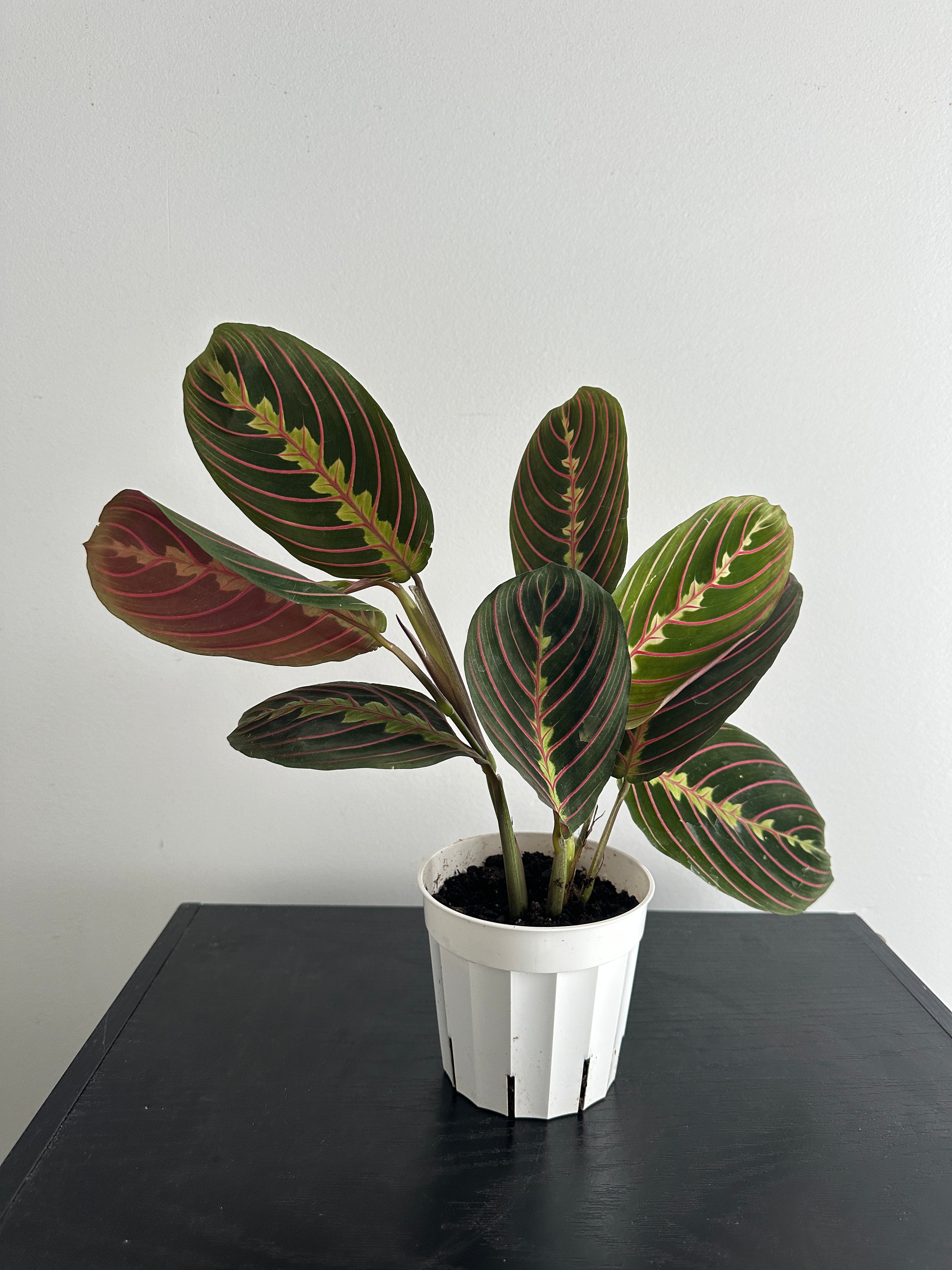 Red Maranta Plant (c)