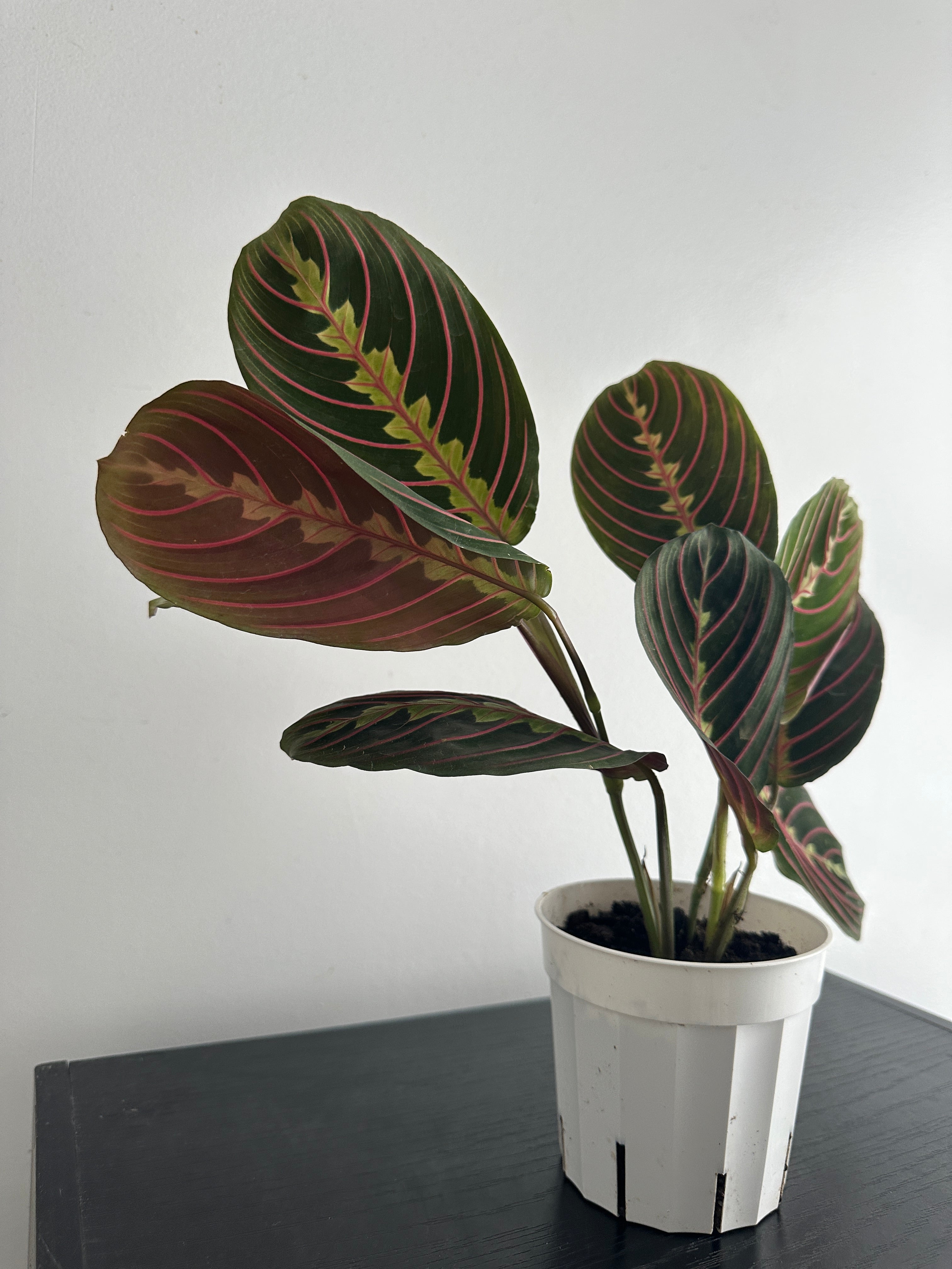 Red Maranta Plant (c)