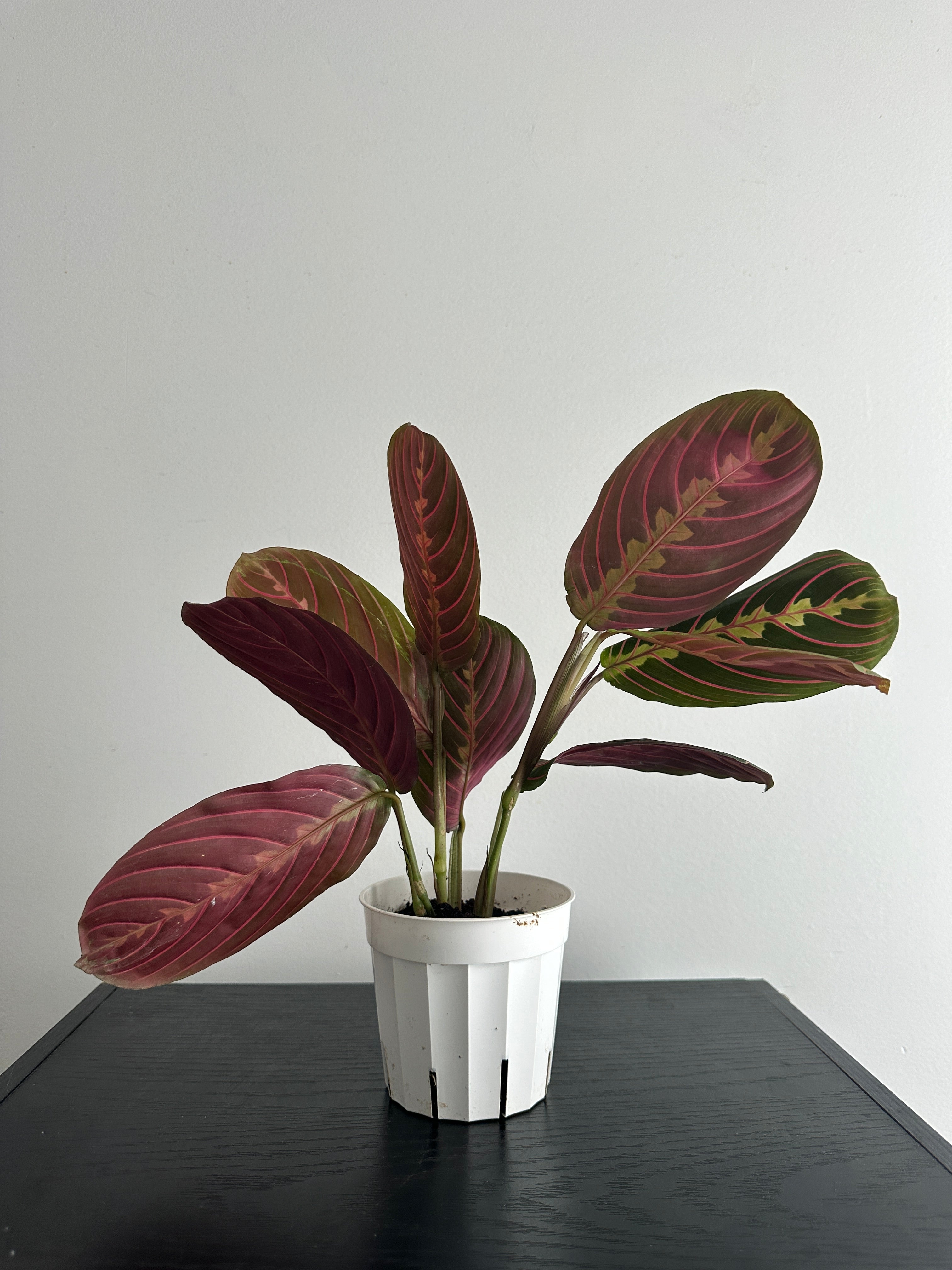 Red Maranta Plant (c)
