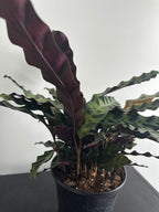 6" Calathea Lancifolia 'Rattlesnake' (a)