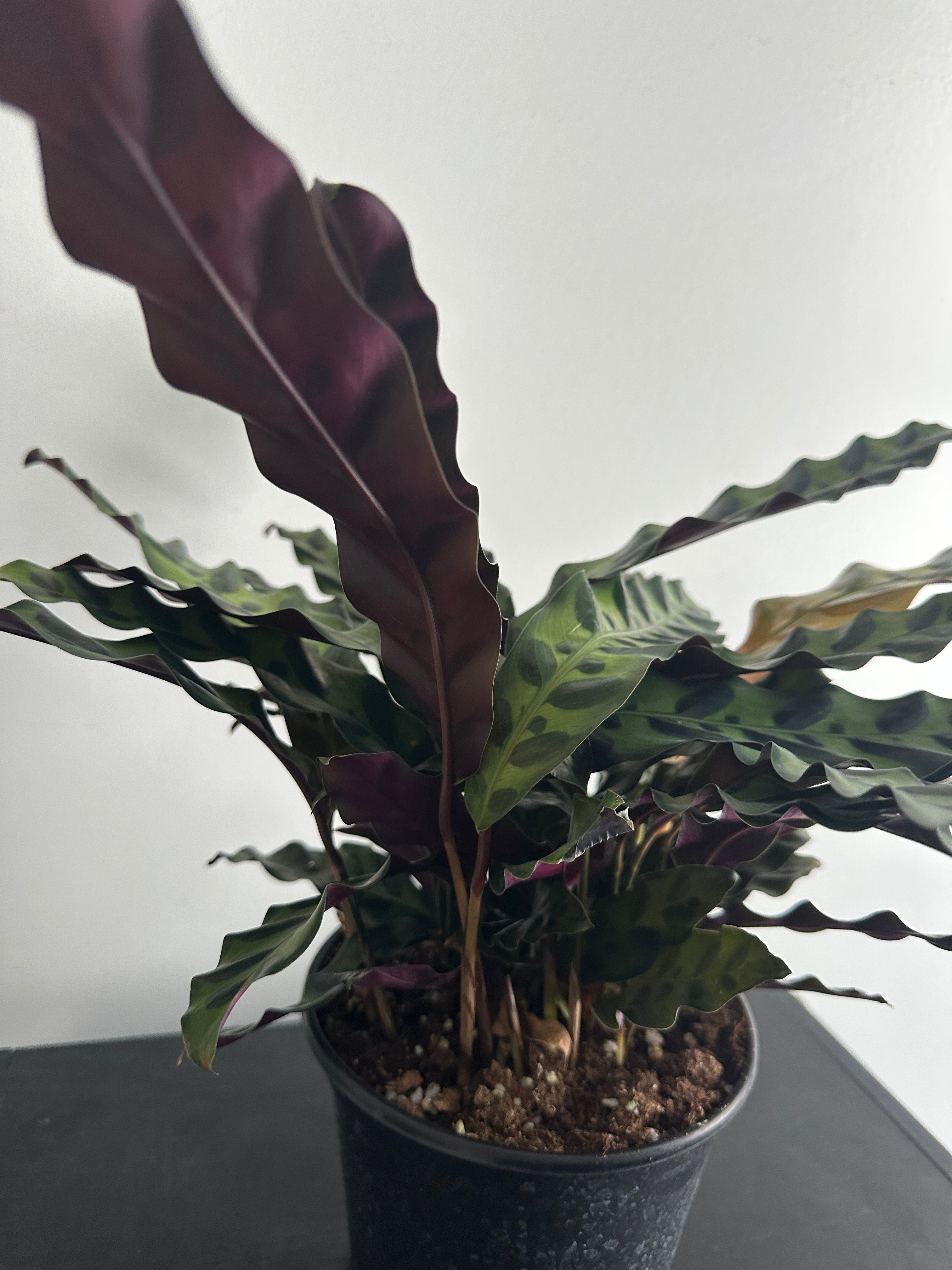 6" Calathea Lancifolia 'Rattlesnake' (a)