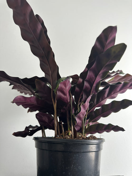 6" Calathea Lancifolia 'Rattlesnake' (a)