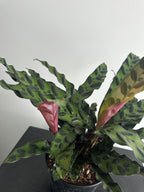 6" Calathea Lancifolia 'Rattlesnake' (b)