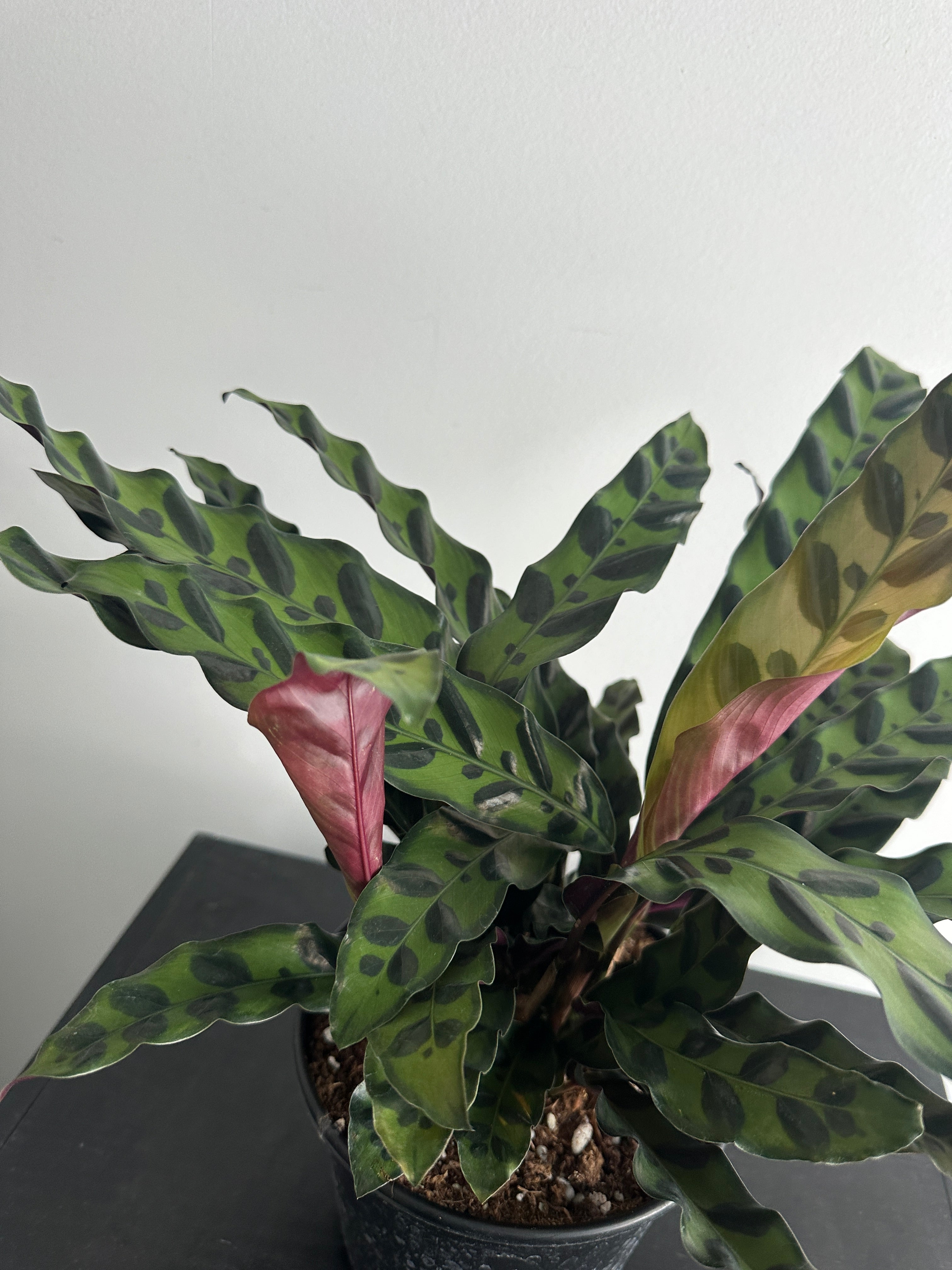 6" Calathea Lancifolia 'Rattlesnake' (b)