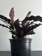 6" Calathea Lancifolia 'Rattlesnake' (b)
