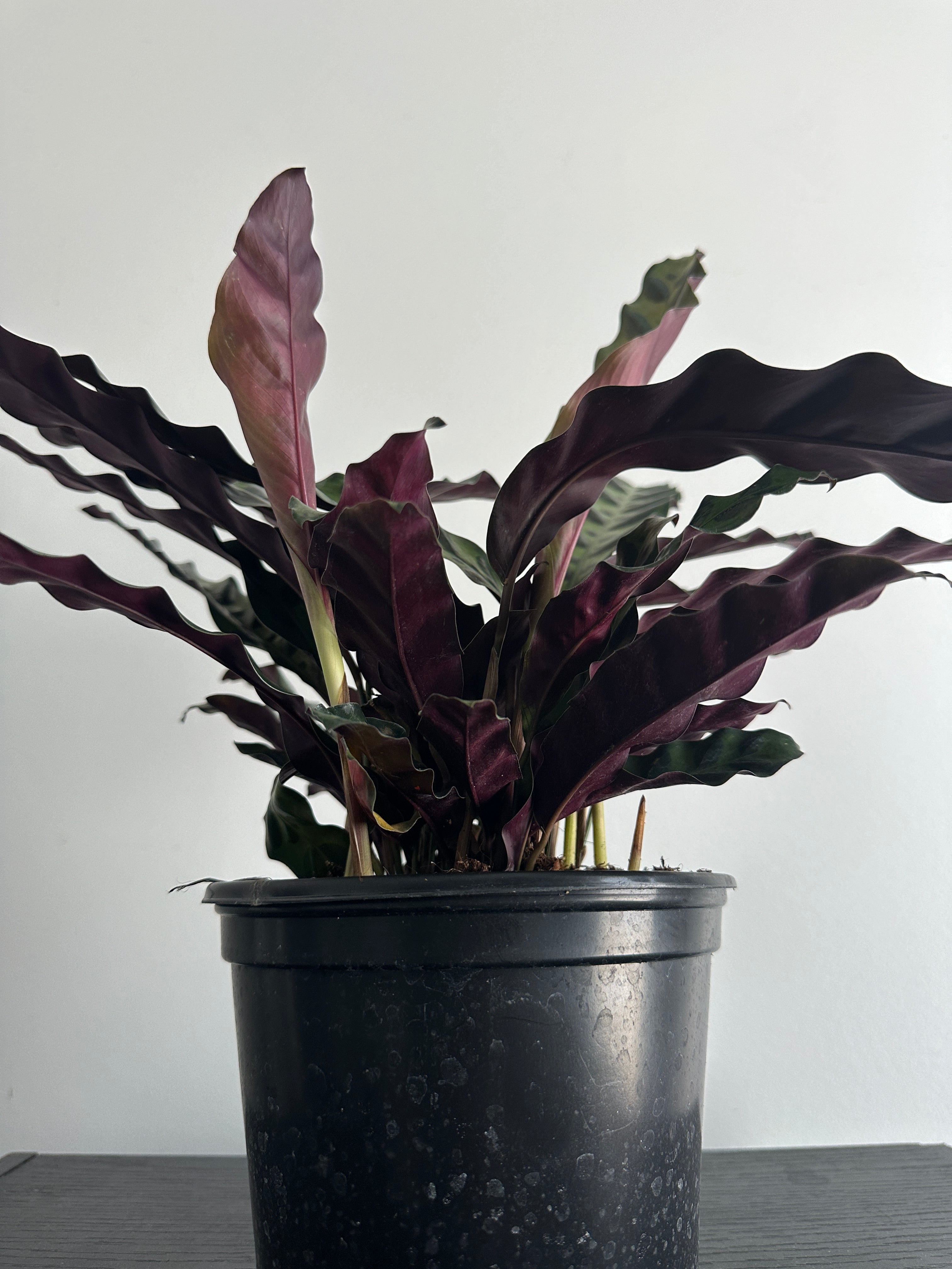 6" Calathea Lancifolia 'Rattlesnake' (b)