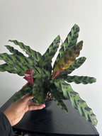6" Calathea Lancifolia 'Rattlesnake' (b)