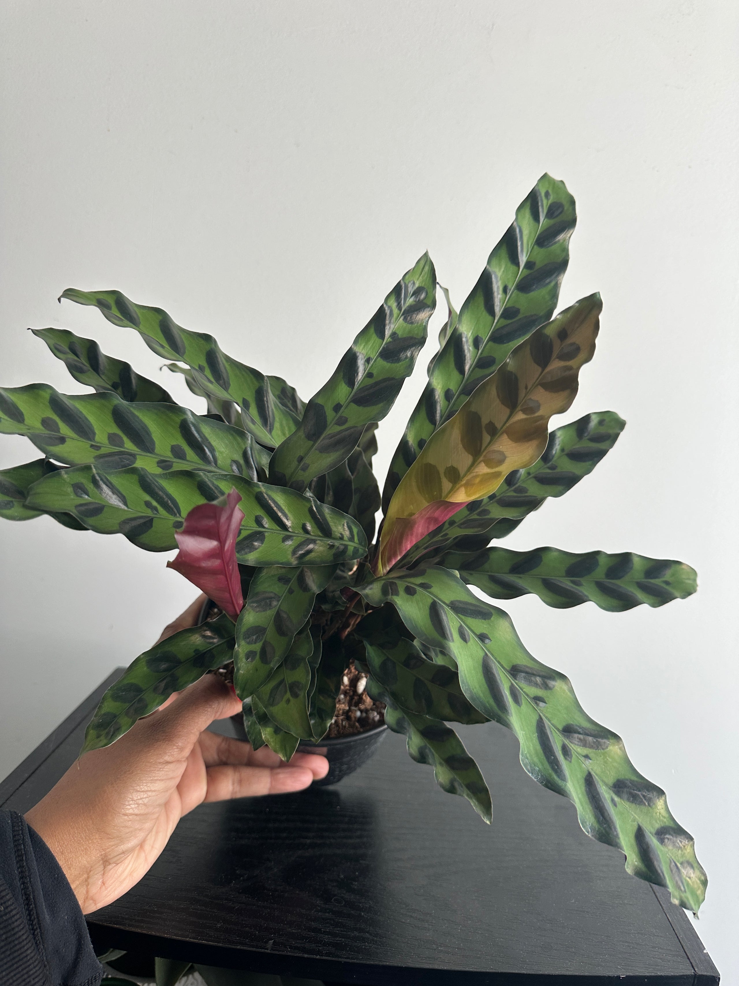 6" Calathea Lancifolia 'Rattlesnake' (b)