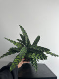 6" Calathea Lancifolia 'Rattlesnake' (a)