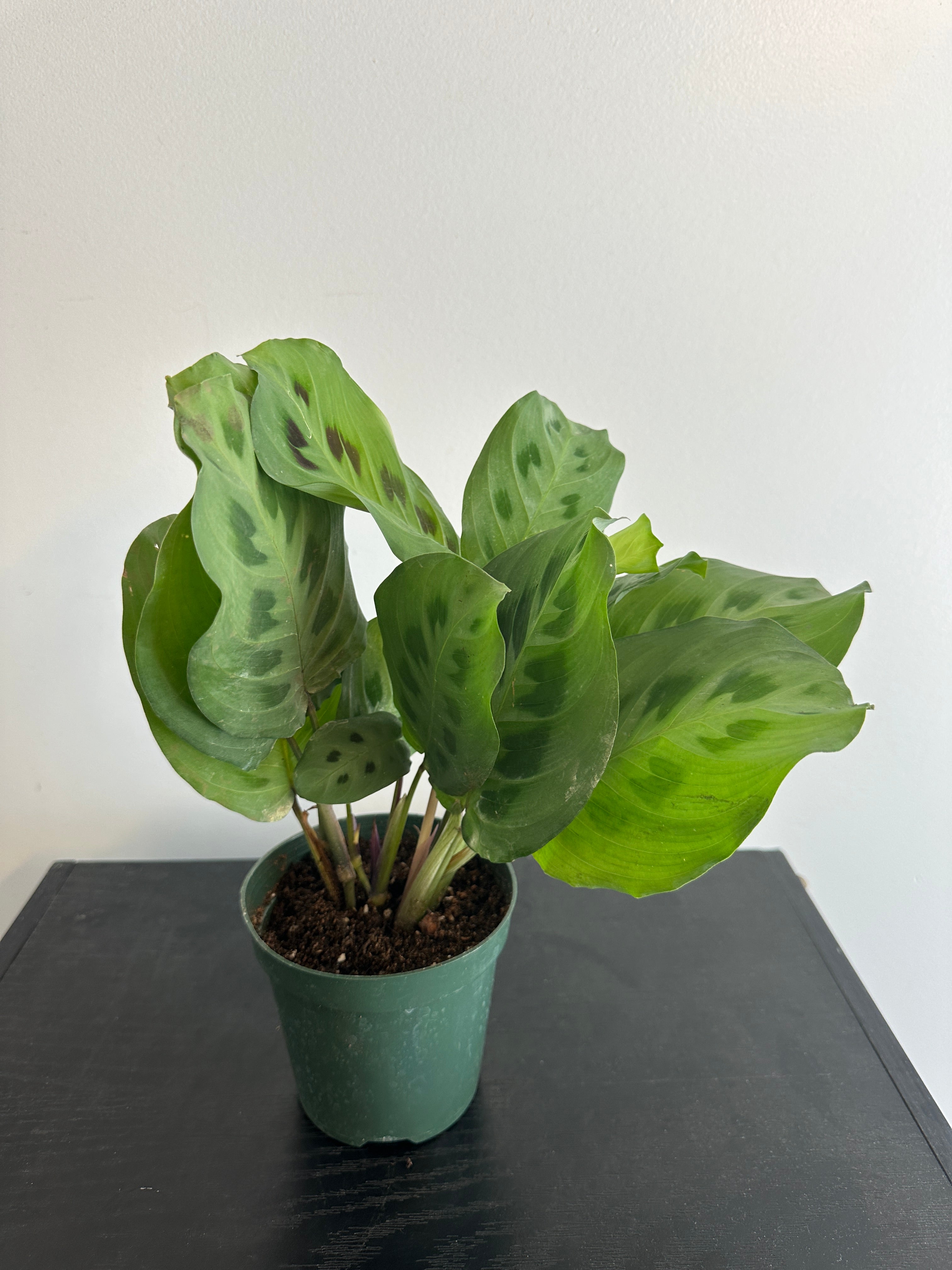 Maranta Kerchoveana “Rabbit’s Foot” (a)