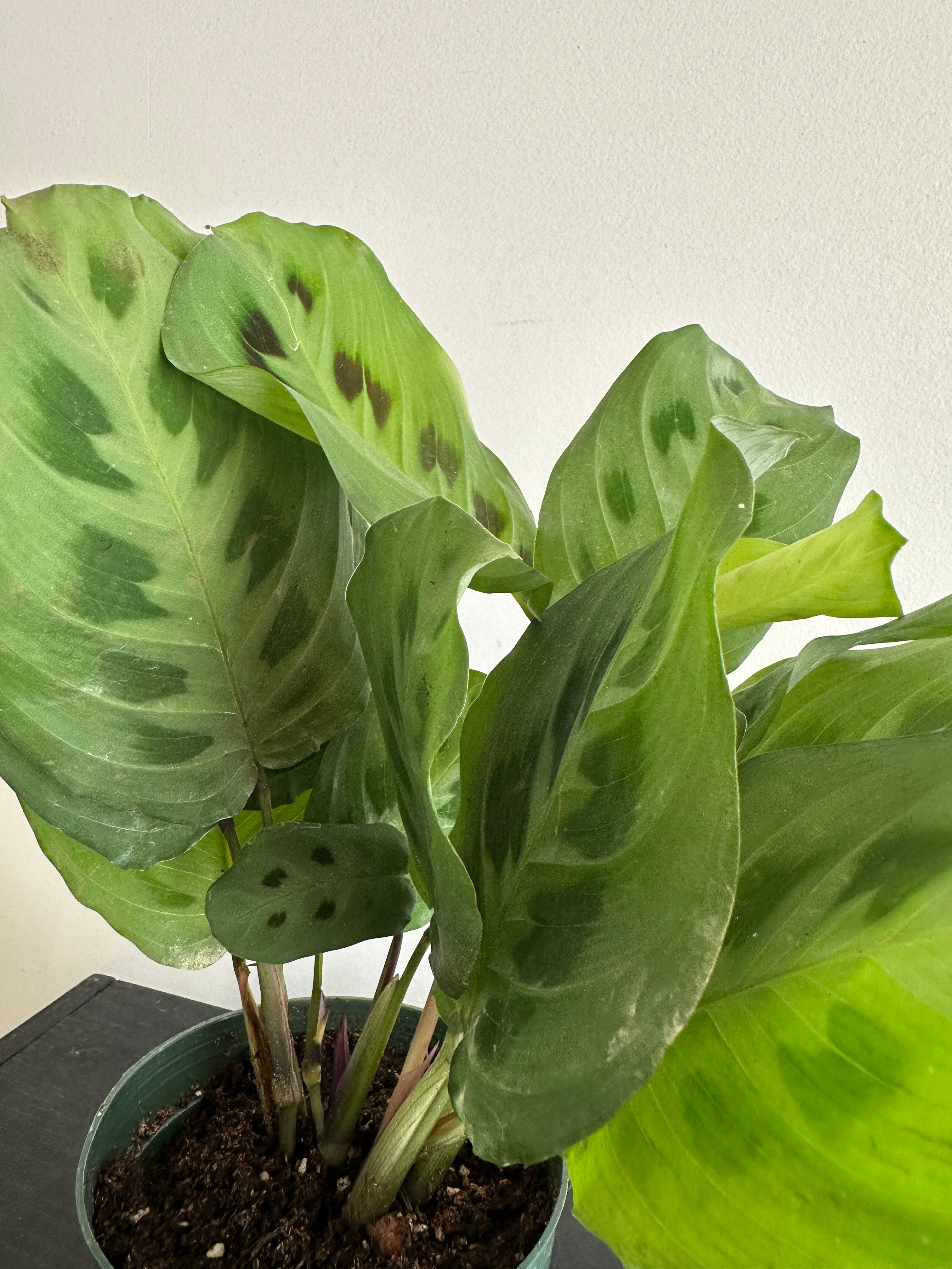 Maranta Kerchoveana “Rabbit’s Foot” (a)