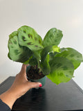 Maranta Kerchoveana “Rabbit’s Foot” (a)