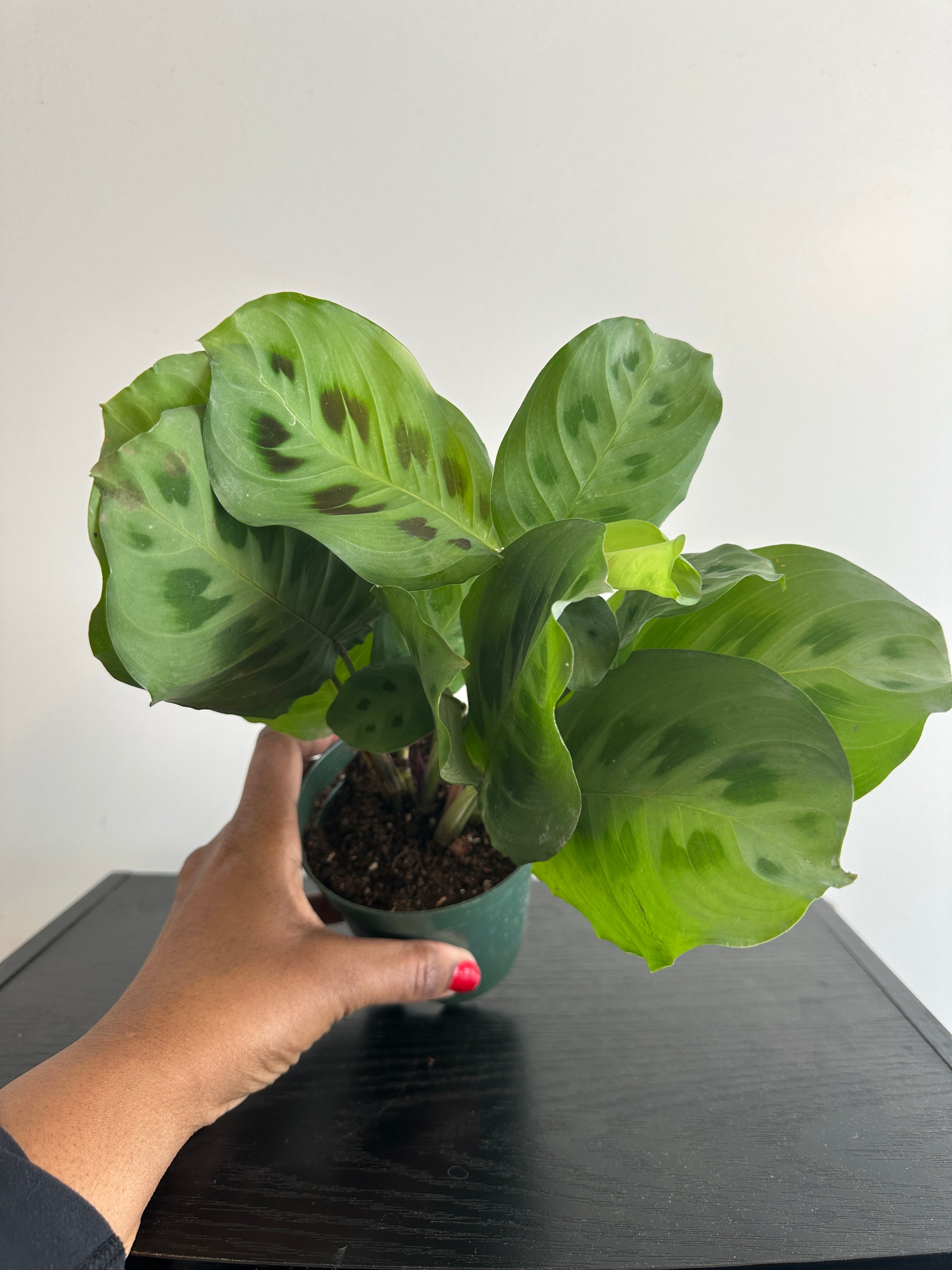Maranta Kerchoveana “Rabbit’s Foot” (a)