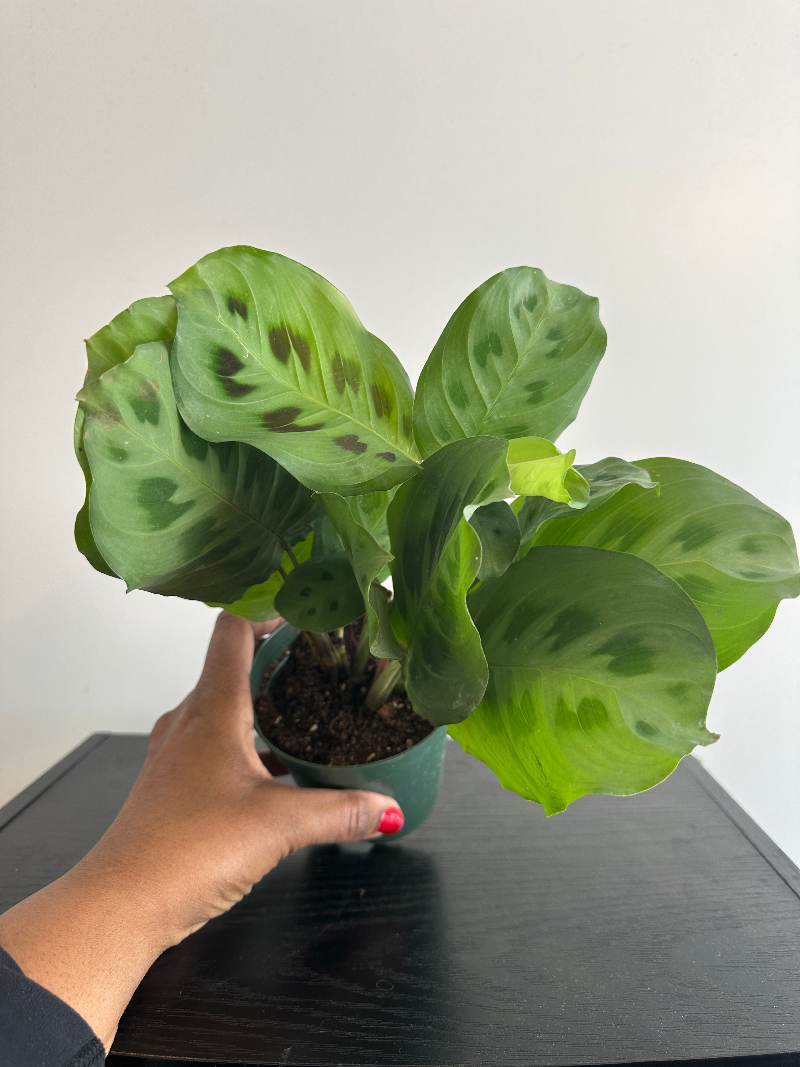 Maranta Kerchoveana “Rabbit’s Foot” (a)