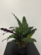 6" Calathea Lancifolia 'Rattlesnake' (c)