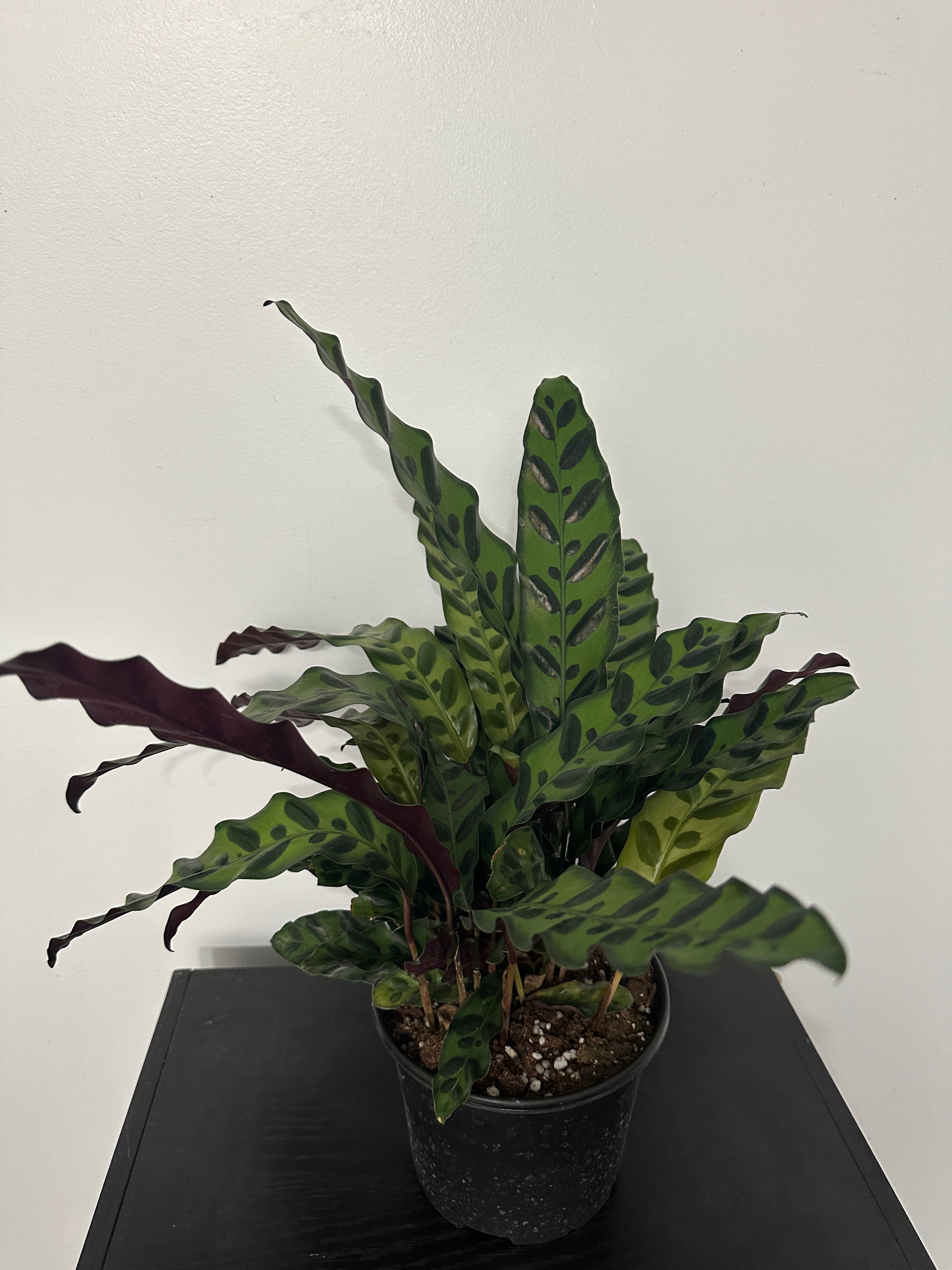 6" Calathea Lancifolia 'Rattlesnake' (c)