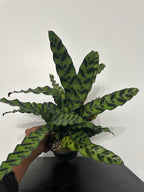6" Calathea Lancifolia 'Rattlesnake' (c)