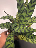 6" Calathea Lancifolia 'Rattlesnake' (c)