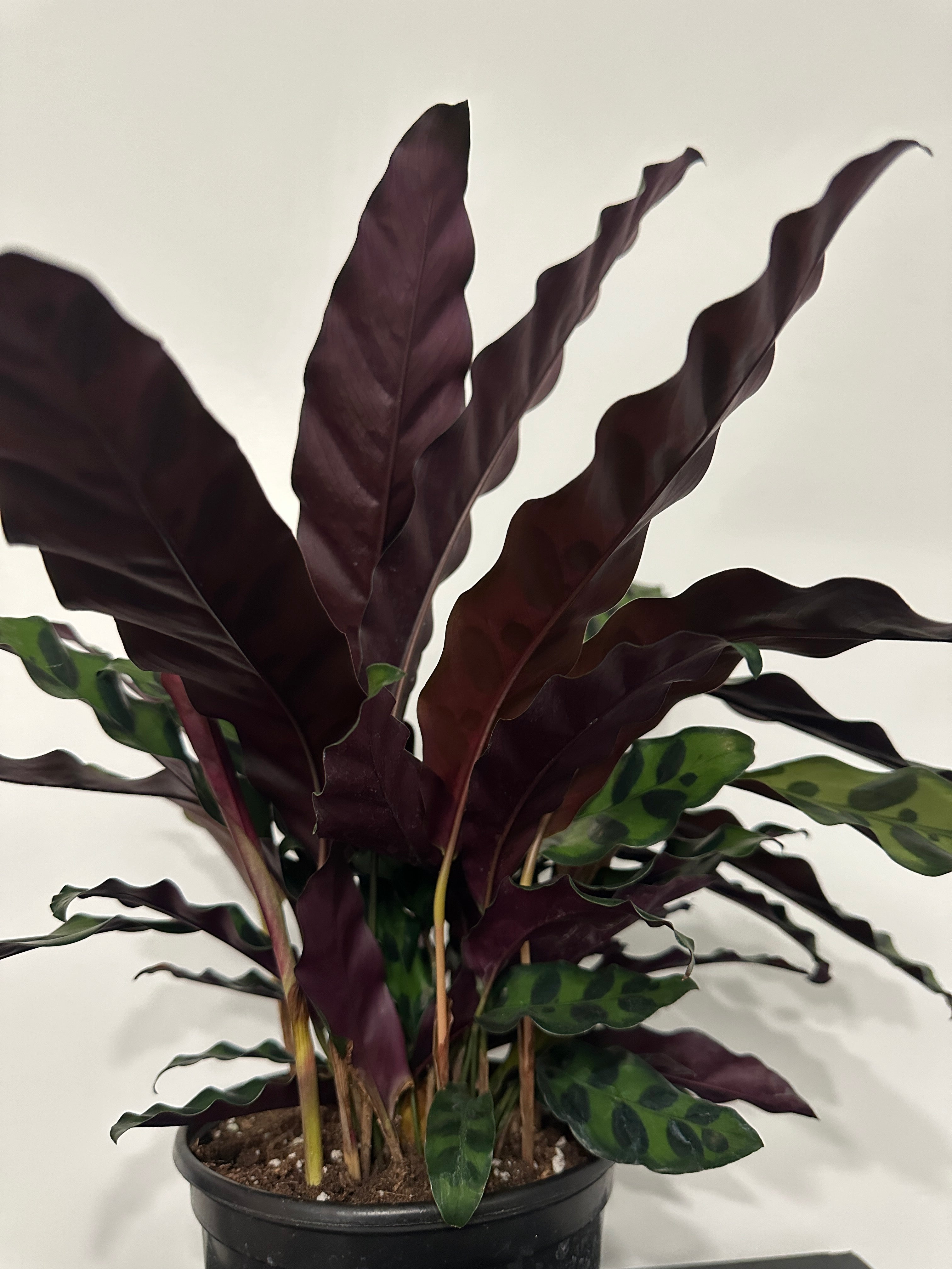 6" Calathea Lancifolia 'Rattlesnake' (c)