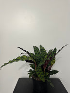 6" Calathea Lancifolia 'Rattlesnake' (d)